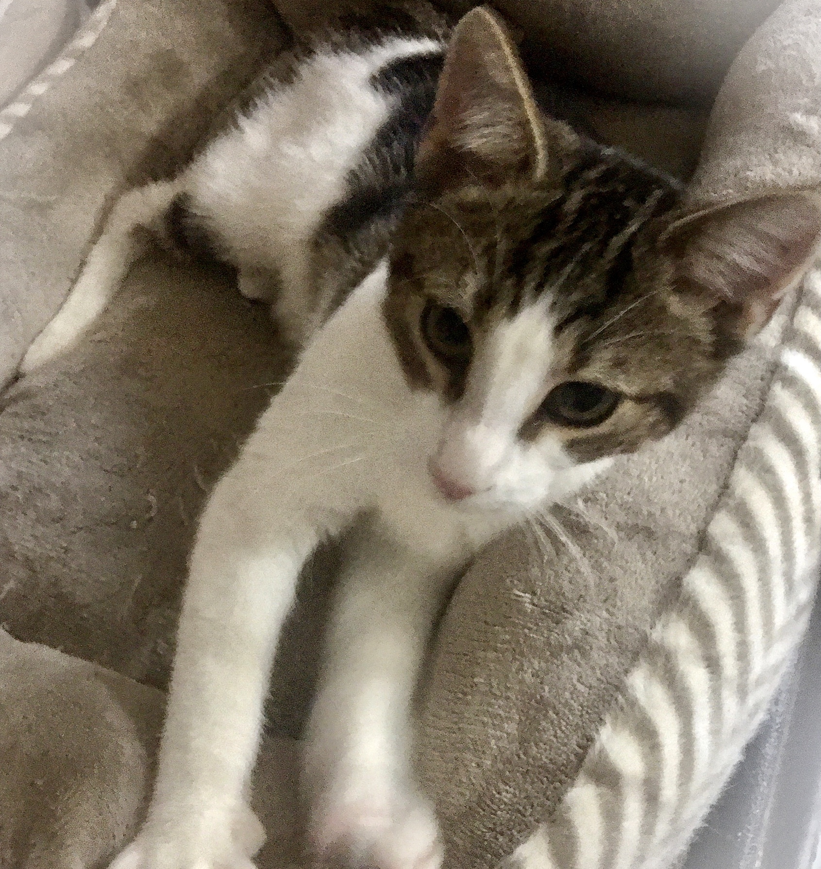 Danny, a Adoptable Domestic Short Hair in Cranford, NJ image 4/6