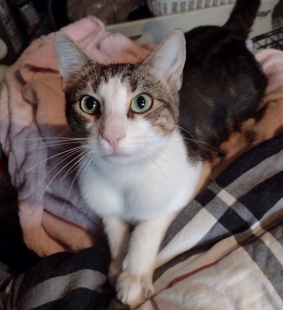 Danny, a Adoptable Domestic Short Hair in Cranford, NJ image 5/6