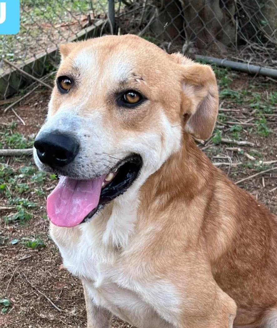 Enlarge OJ, a Adoptable Mixed Breed in Fairfield, NJ image 1/1