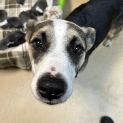 Clove, Adoptable, Adult Female Mixed Breed & Mixed Breed.