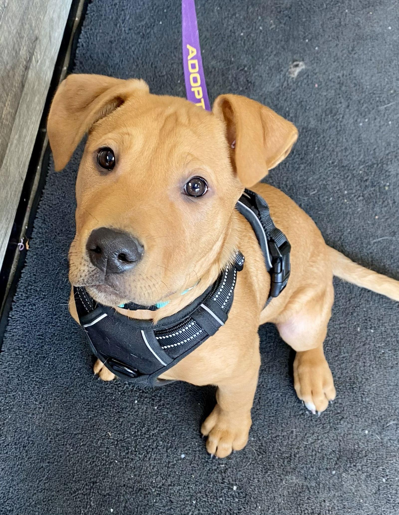 Timber D6133, Adoptable, Young Male Shepherd.