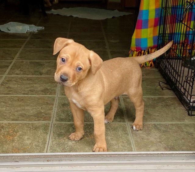 Enlarge Timber D6133, a Adoptable Shepherd in minneapolis, MN image 2/3