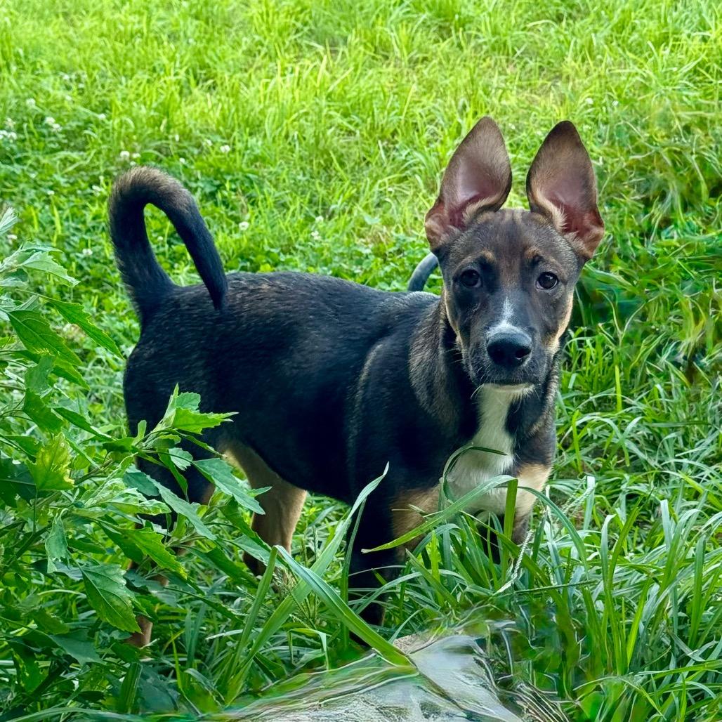 Frost, Adoptable, Puppy Male Mixed Breed.