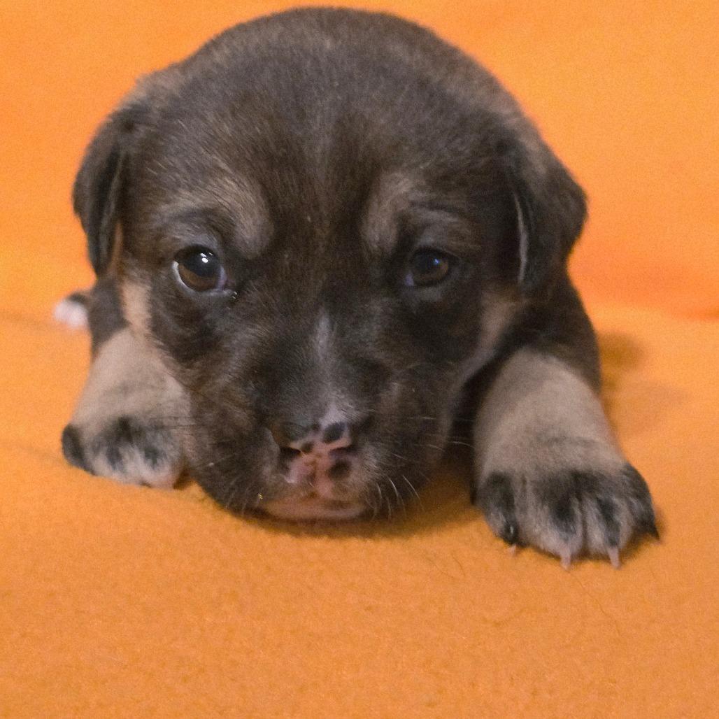 Frost, a Adoptable Mixed Breed in Huntsville, AL image 2/5