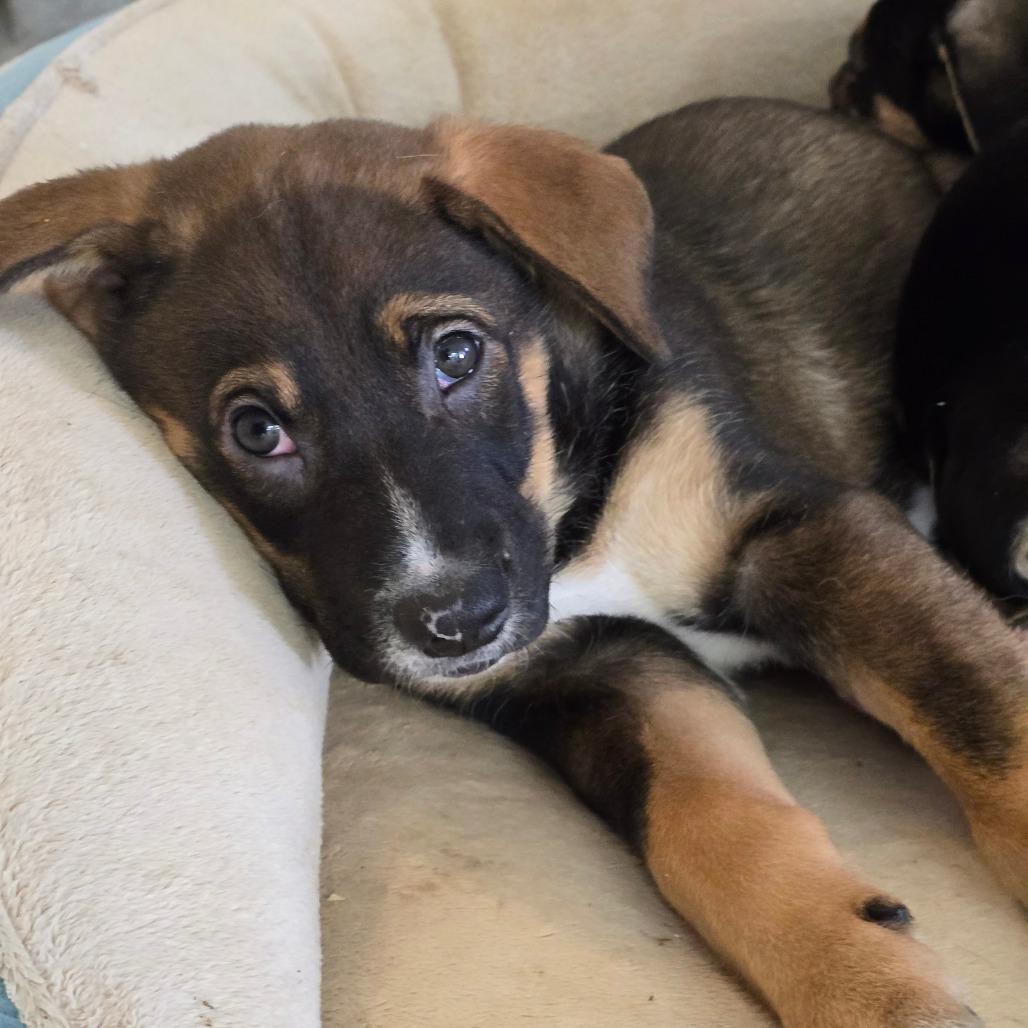 Frost, a Adoptable Mixed Breed in Huntsville, AL image 3/5