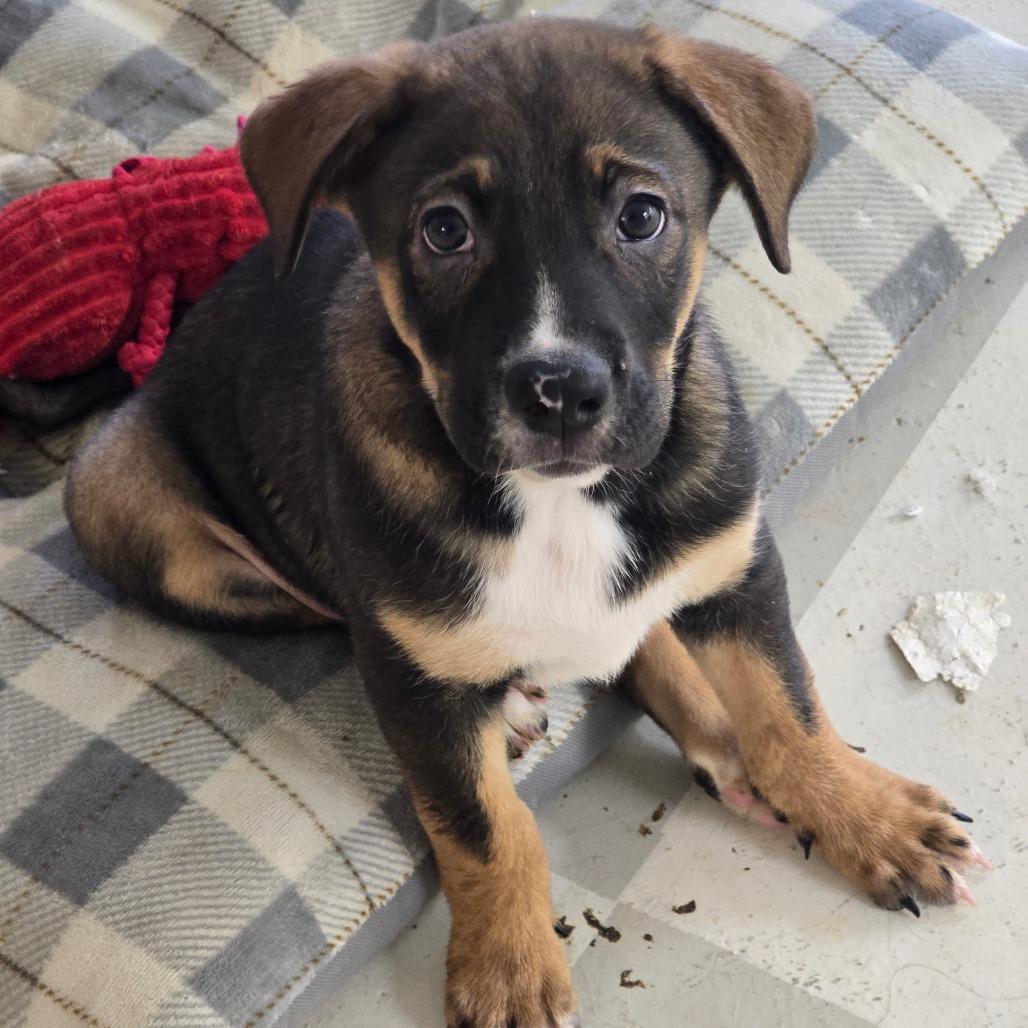 Frost, a Adoptable Mixed Breed in Huntsville, AL image 4/5