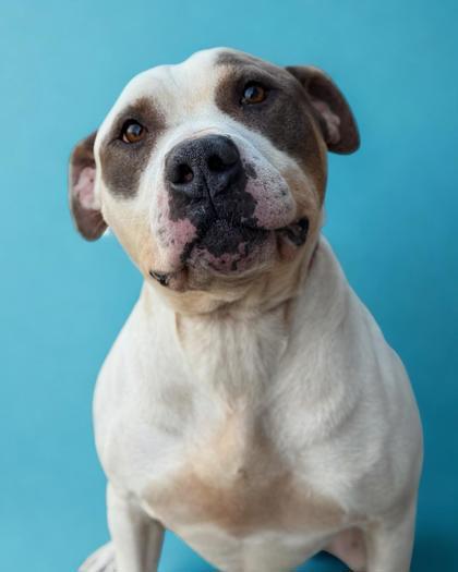 Stewie, Adoptable, Adult Male Terrier & Mixed Breed.