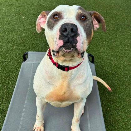 Stewie, Adoptable, Adult Male Fox Terrier & Mixed Breed.