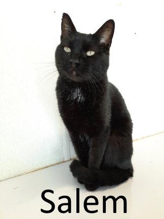 Salem, Adopted, Adult Male Domestic Short Hair.