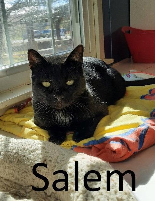 Enlarge Salem, a Adopted Domestic Short Hair in Mountain View, AR image 2/3