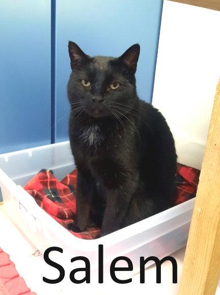Enlarge Salem, a Adopted Domestic Short Hair in Mountain View, AR image 3/3