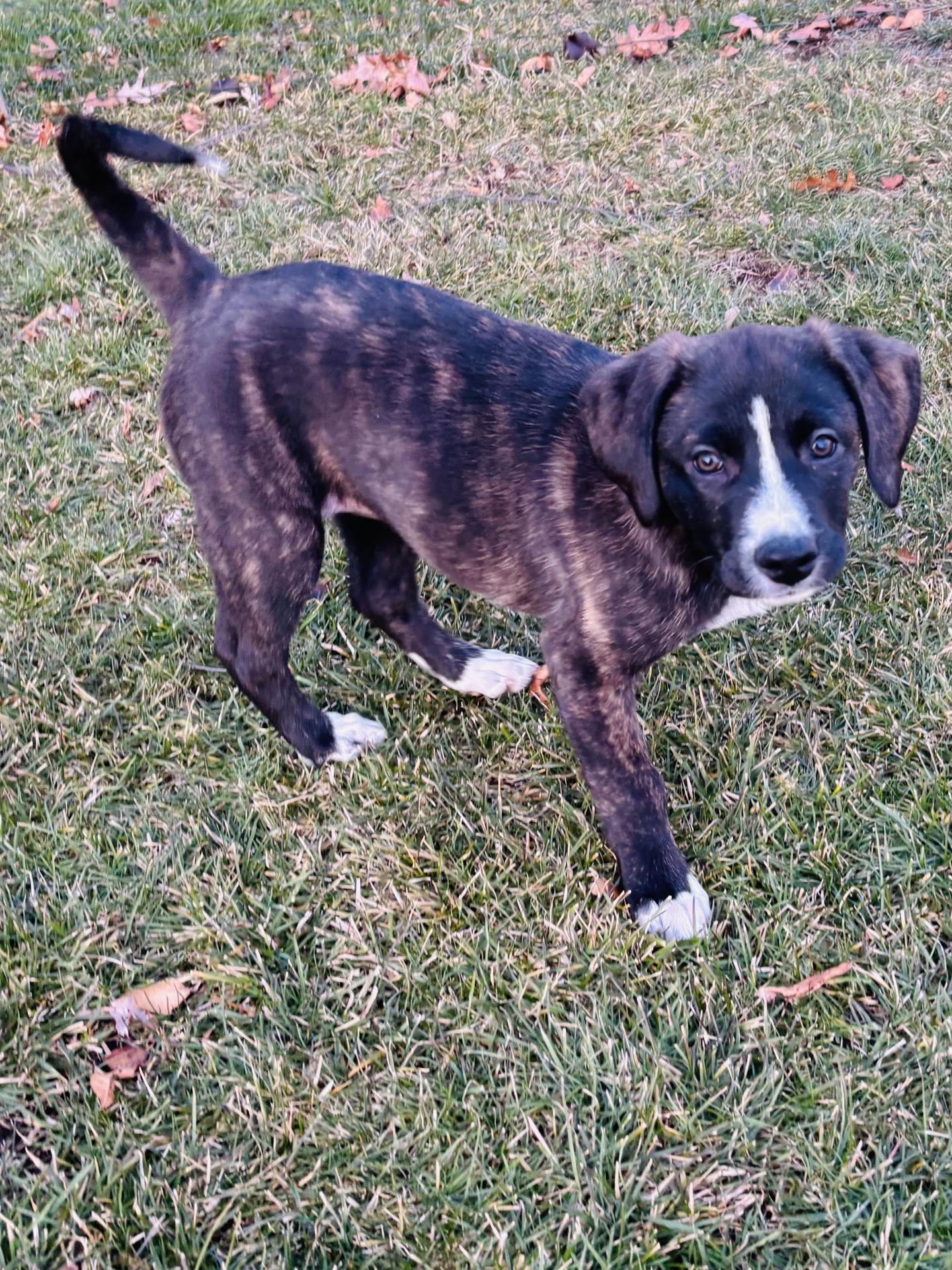 Enlarge Bush, an adopted mixed breed in Copiague, NY image 4/5