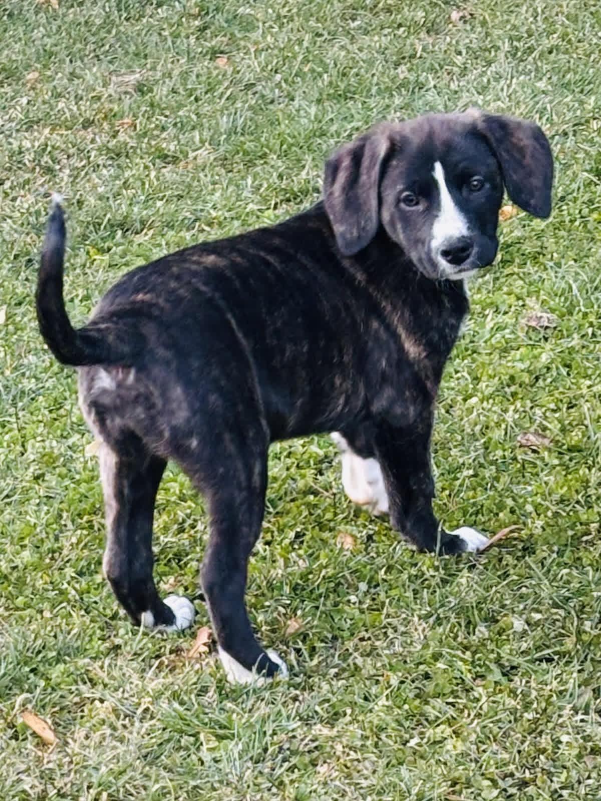 Enlarge Bush, a ADOPTABLE mixed breed in Copiague, NY image 1/3
