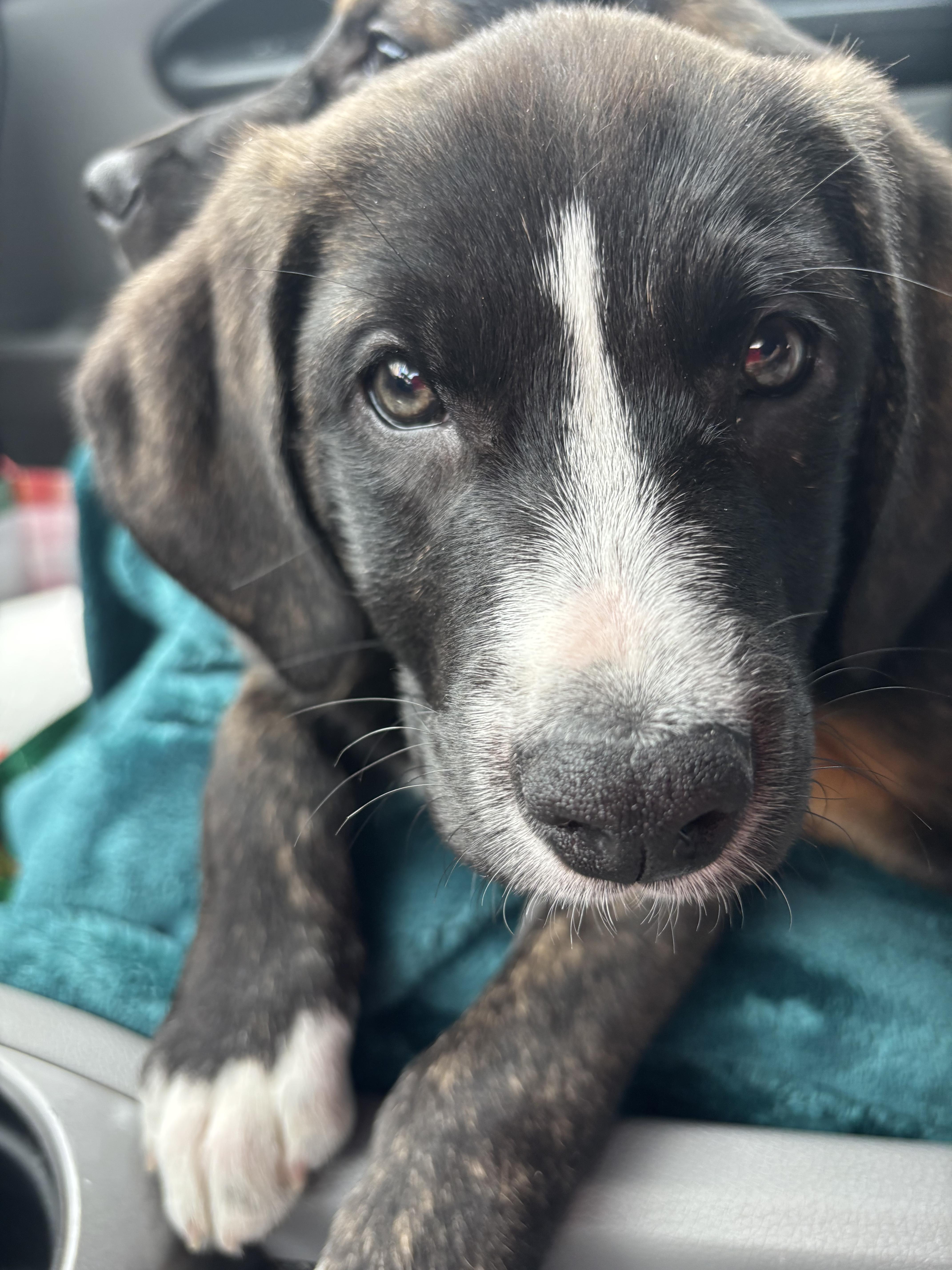 Bush, ADOPTABLE, Puppy Female Border Collie & Black Labrador Retriever.
