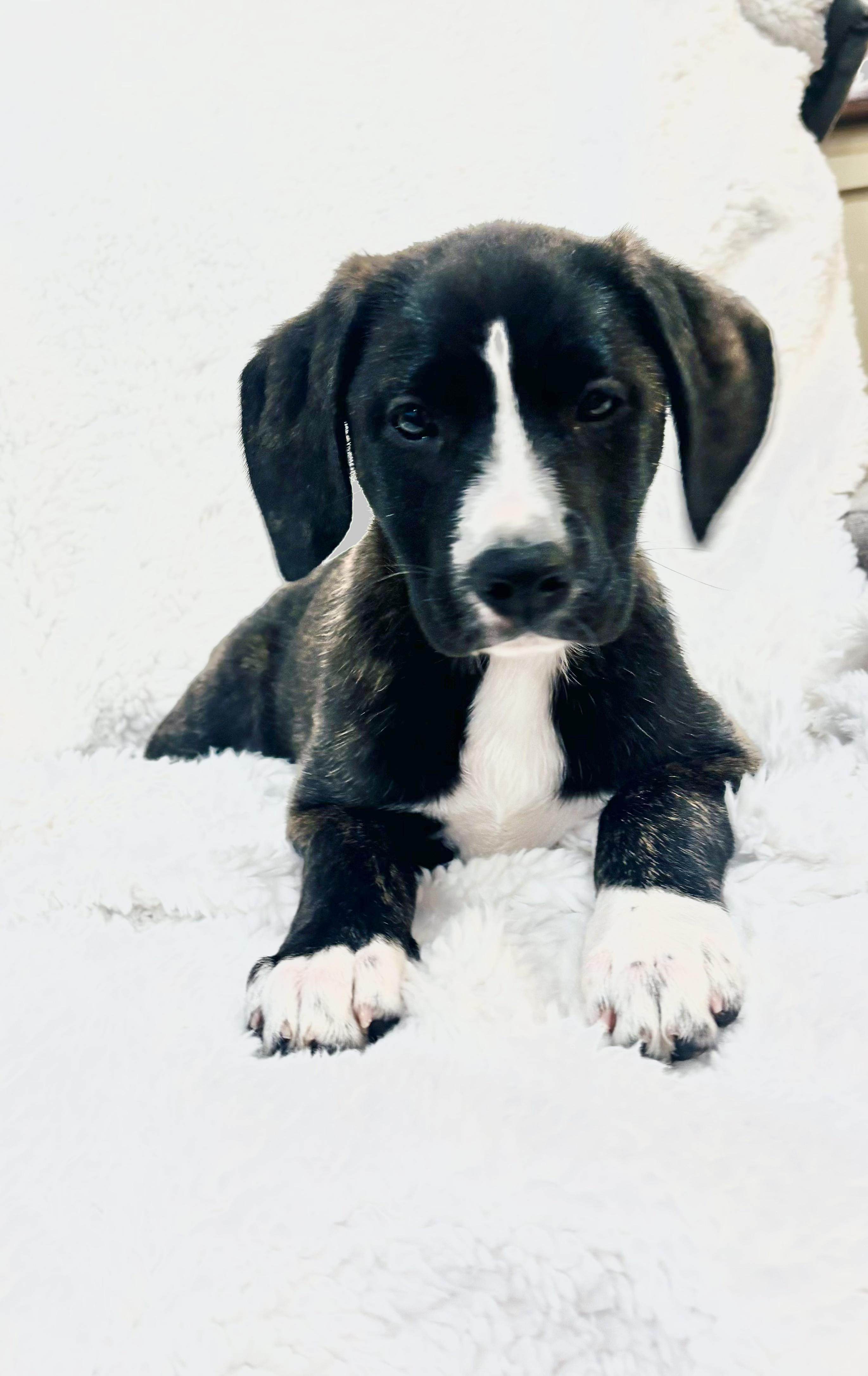 Enlarge Bush, a ADOPTABLE mixed breed in Copiague, NY image 3/3