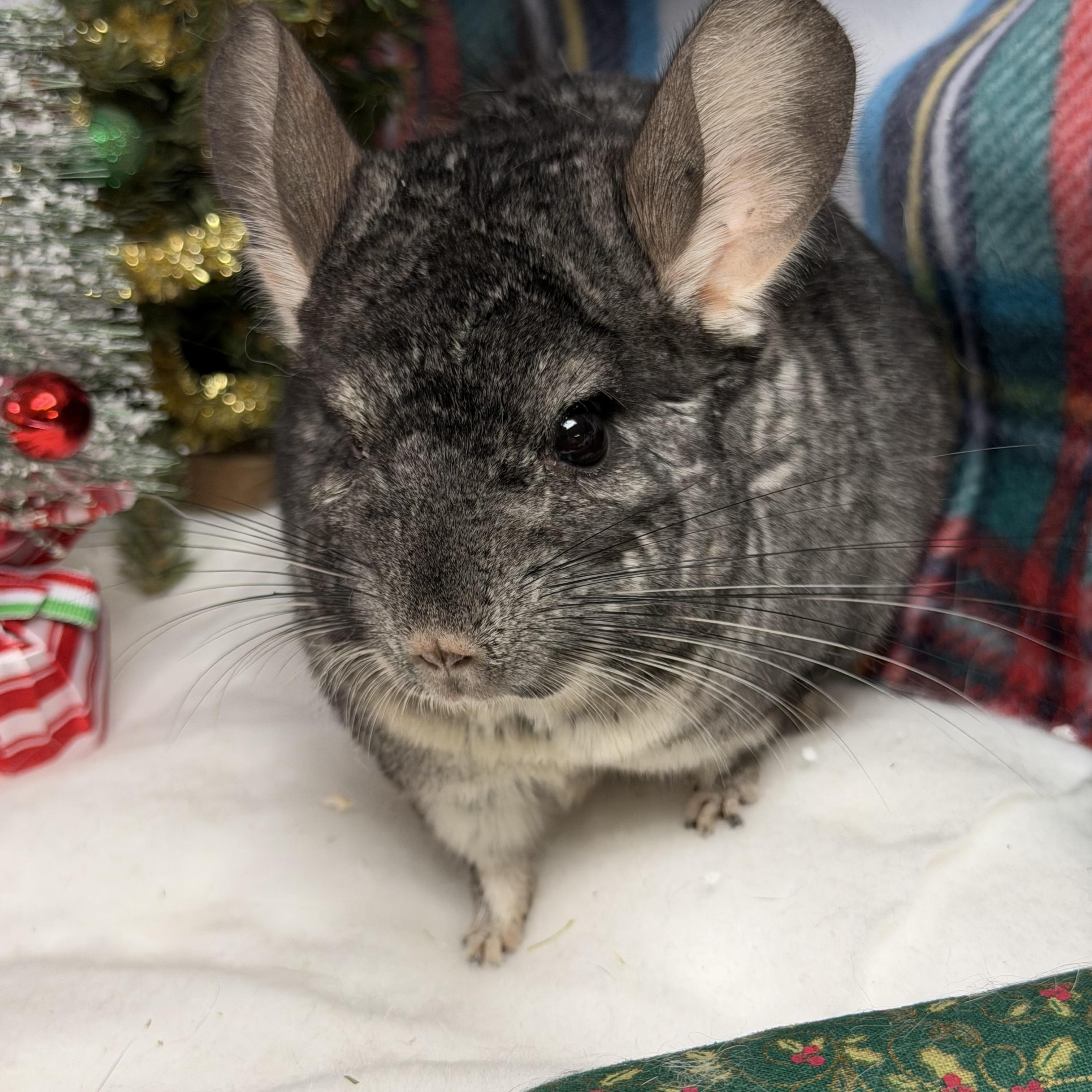 Enlarge Pumbaa: video!!, a Adoptable Chinchilla in Edinburg, PA image 5/6