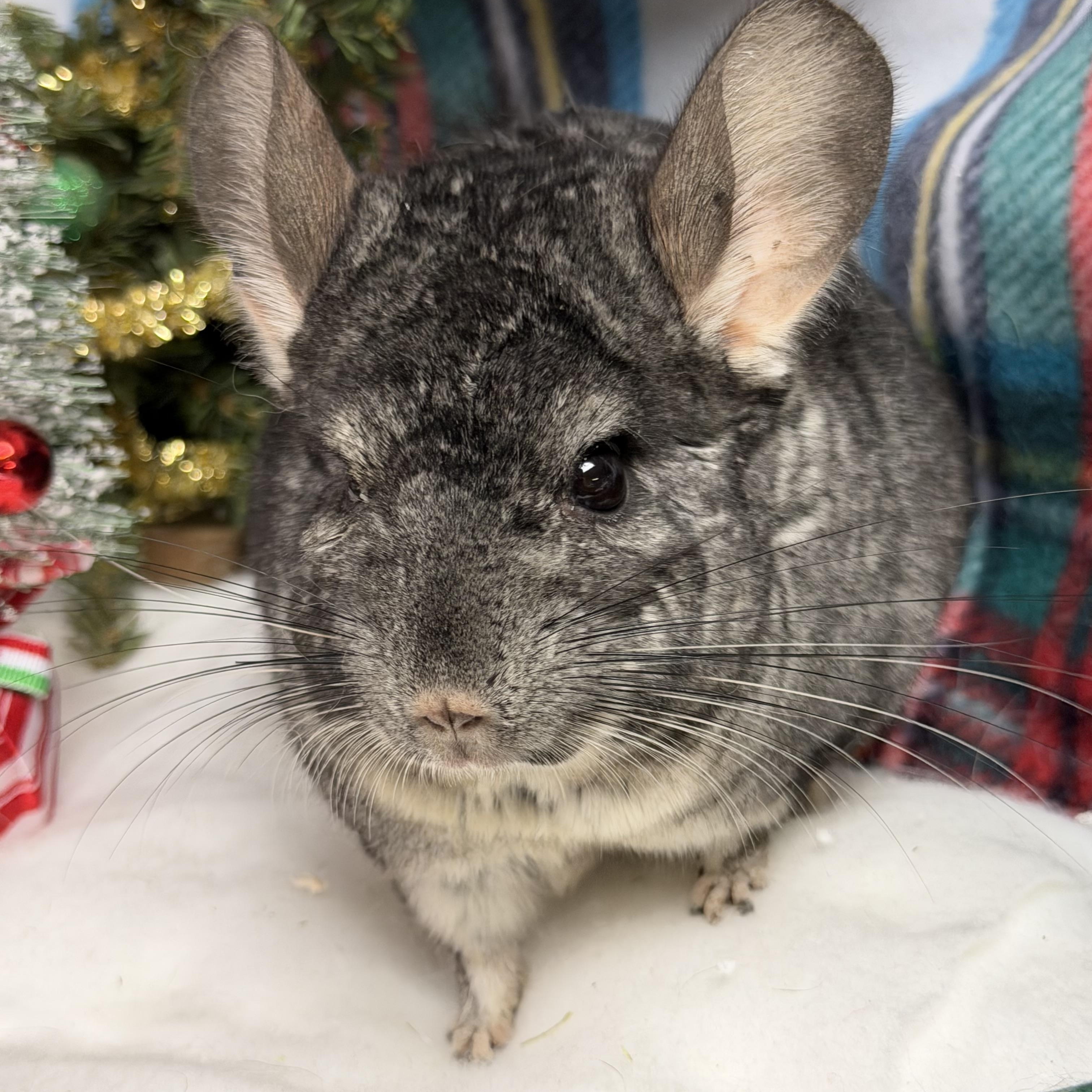 Enlarge Pumbaa: video!!, a Adoptable Chinchilla in Edinburg, PA image 1/6