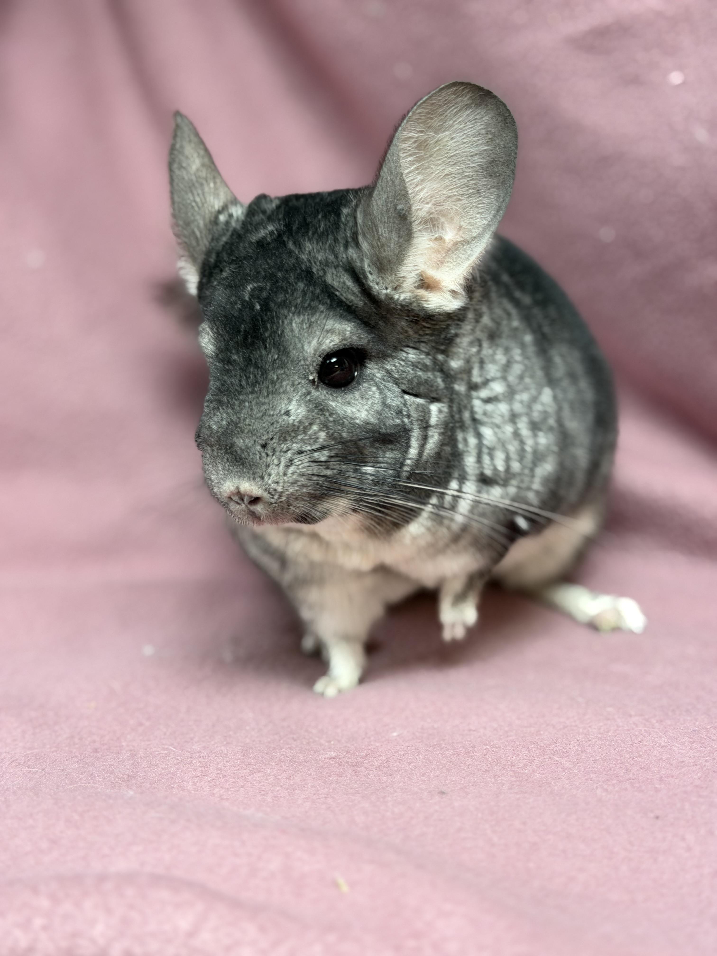 Pumbaa: video!!, a Adoptable Chinchilla in Edinburg, PA image 5/5