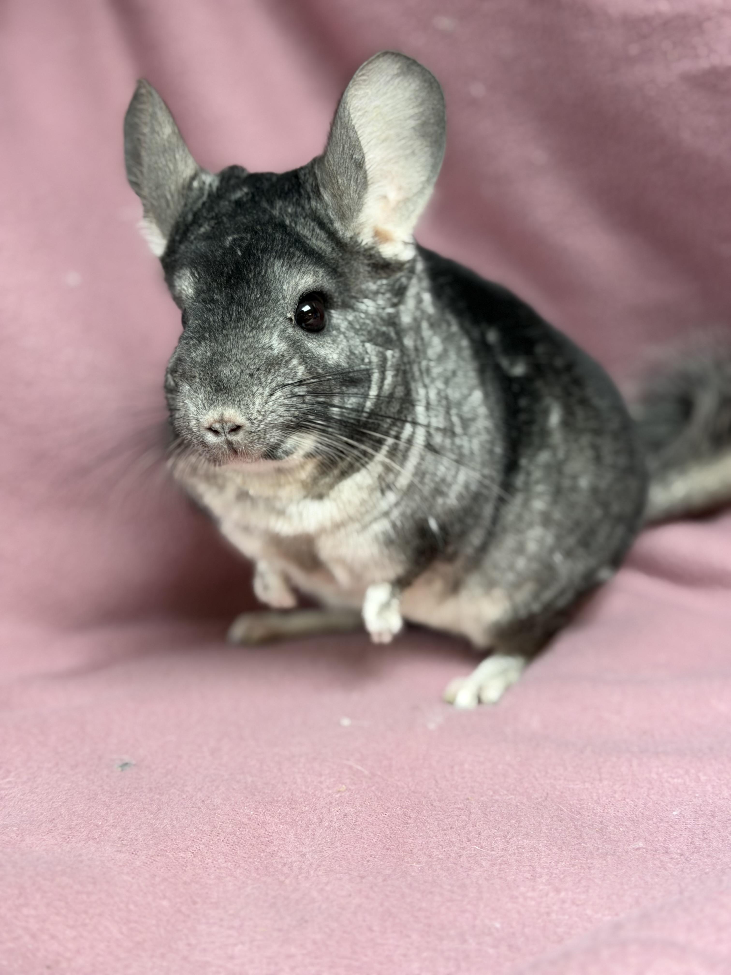 Pumbaa: video!!, Adoptable, Adult Male Chinchilla.