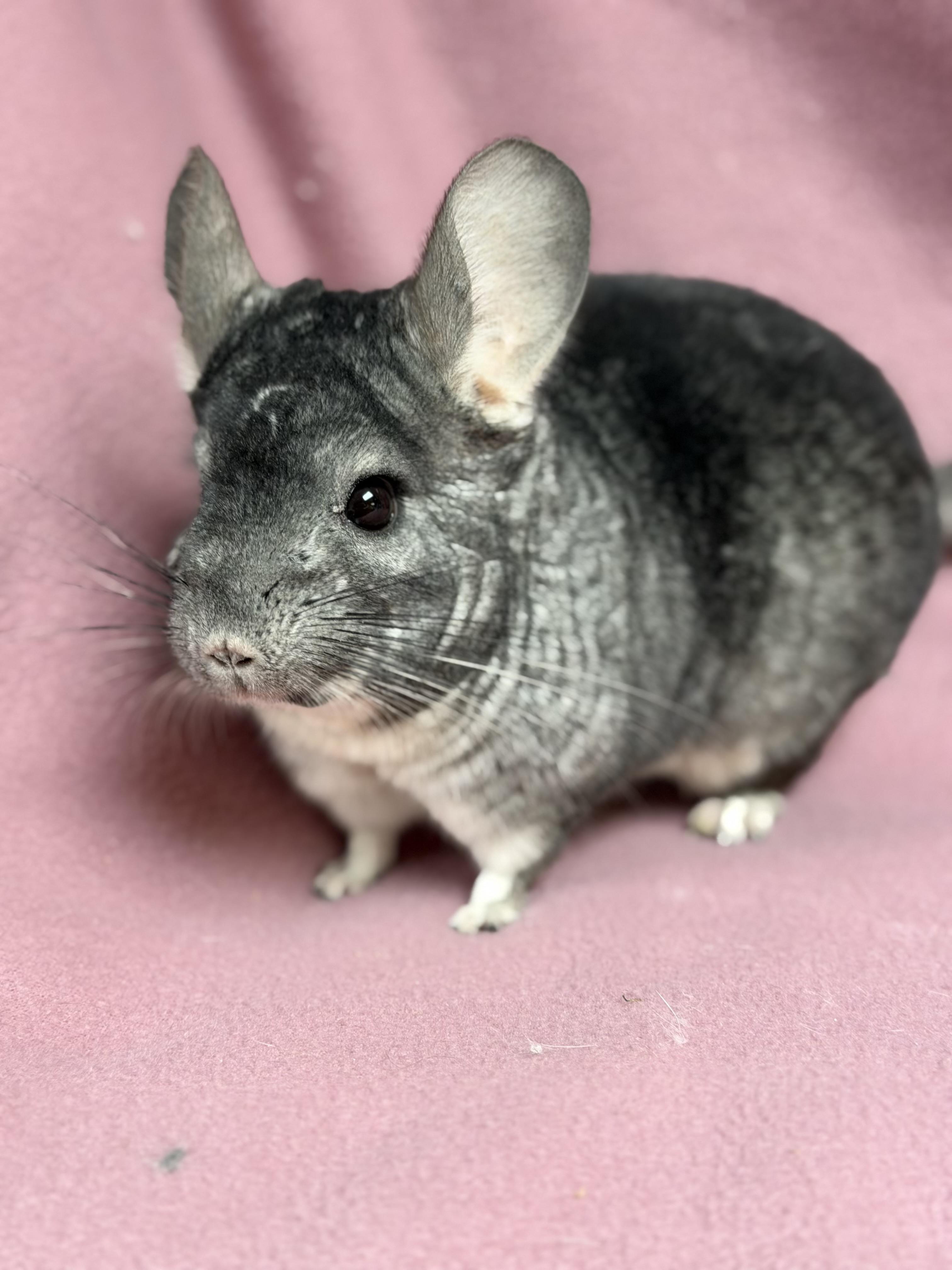 Pumbaa: video!!, a Adoptable Chinchilla in Edinburg, PA image 2/5