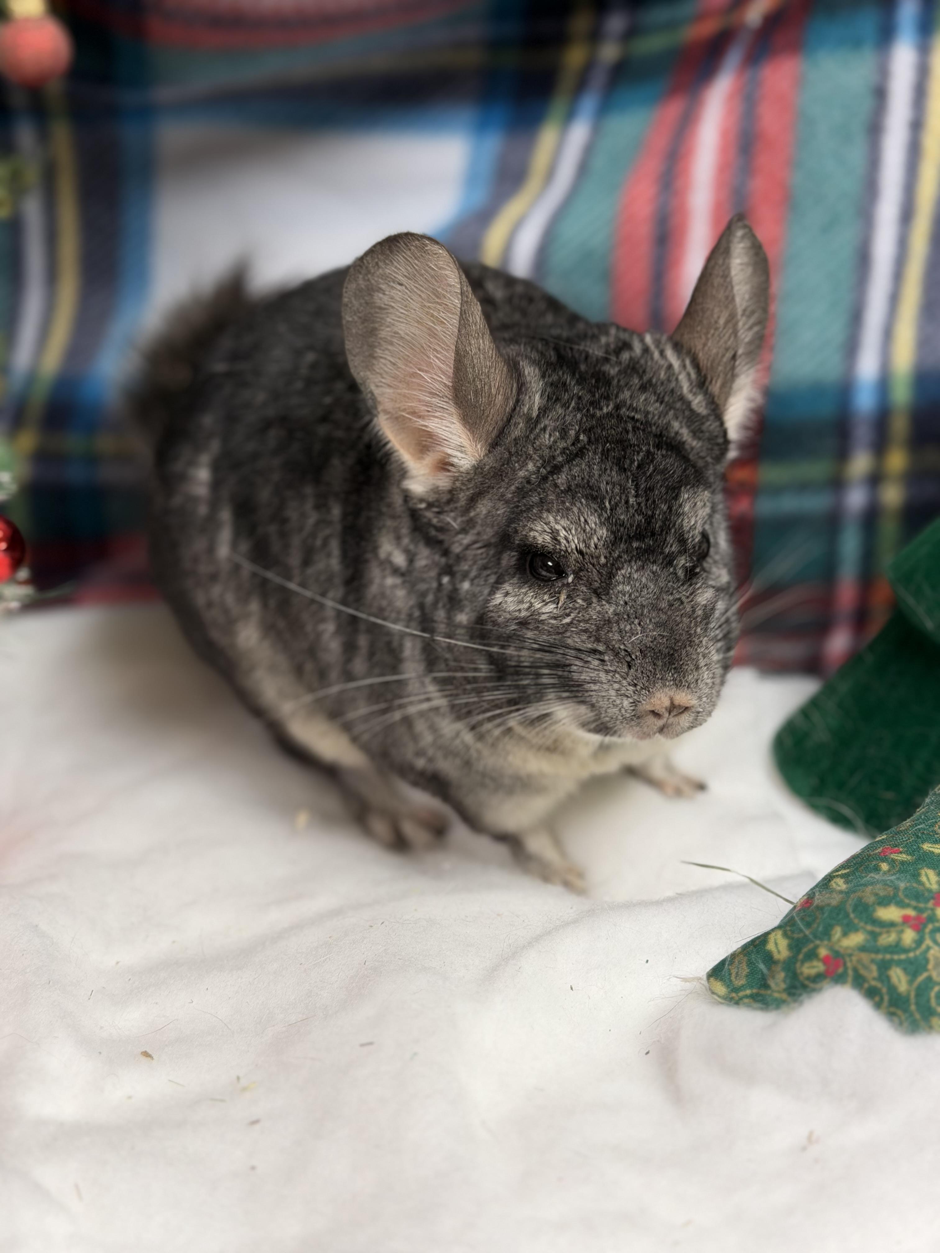 Enlarge Pumbaa: video!!, a Adoptable Chinchilla in Edinburg, PA image 6/6