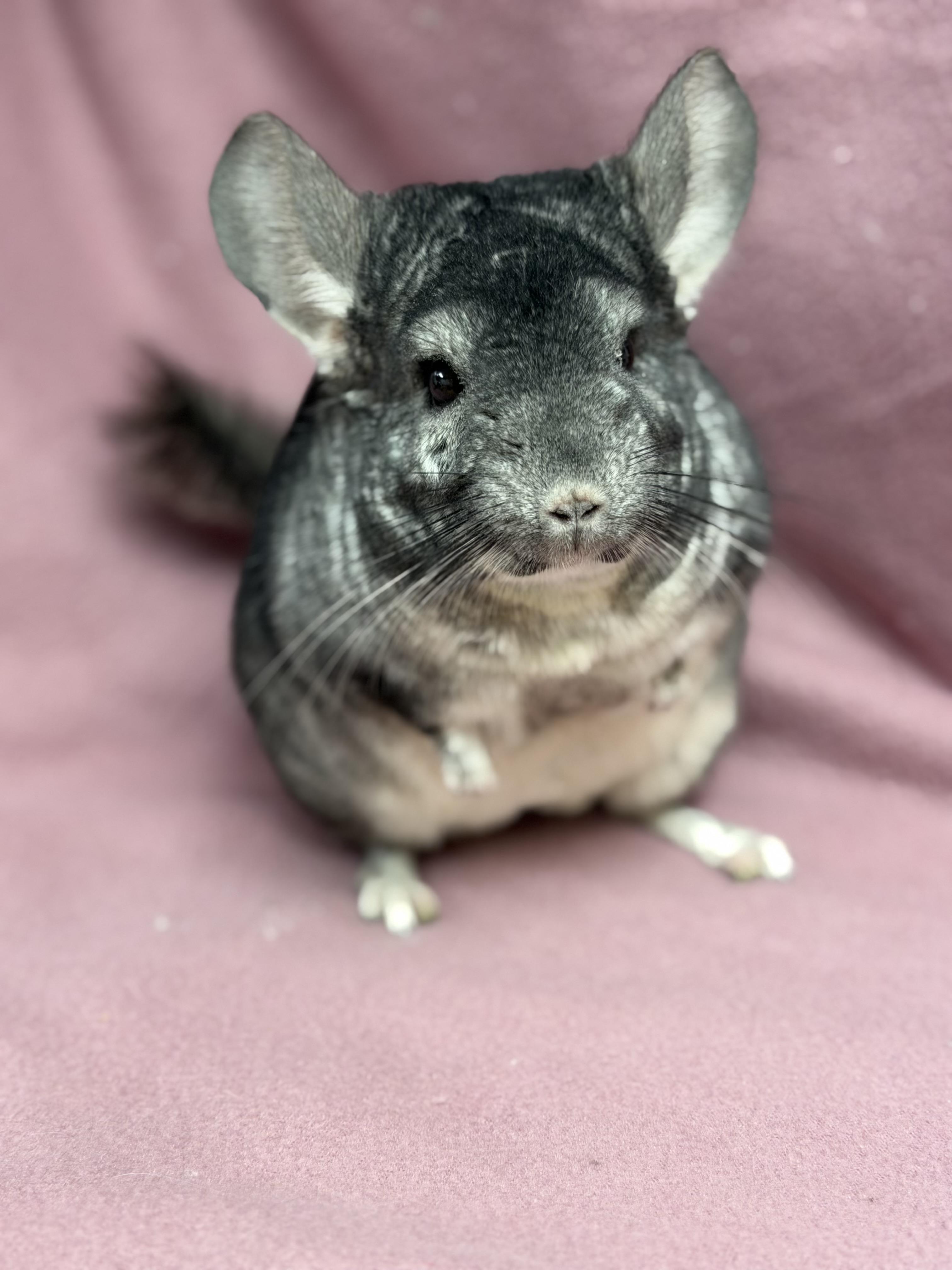 Pumbaa: video!!, a Adoptable Chinchilla in Edinburg, PA image 4/5