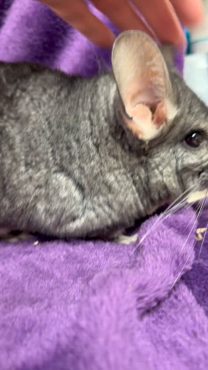 Enlarge Pumbaa: video!!, a Adoptable Chinchilla in Edinburg, PA video 3/6
