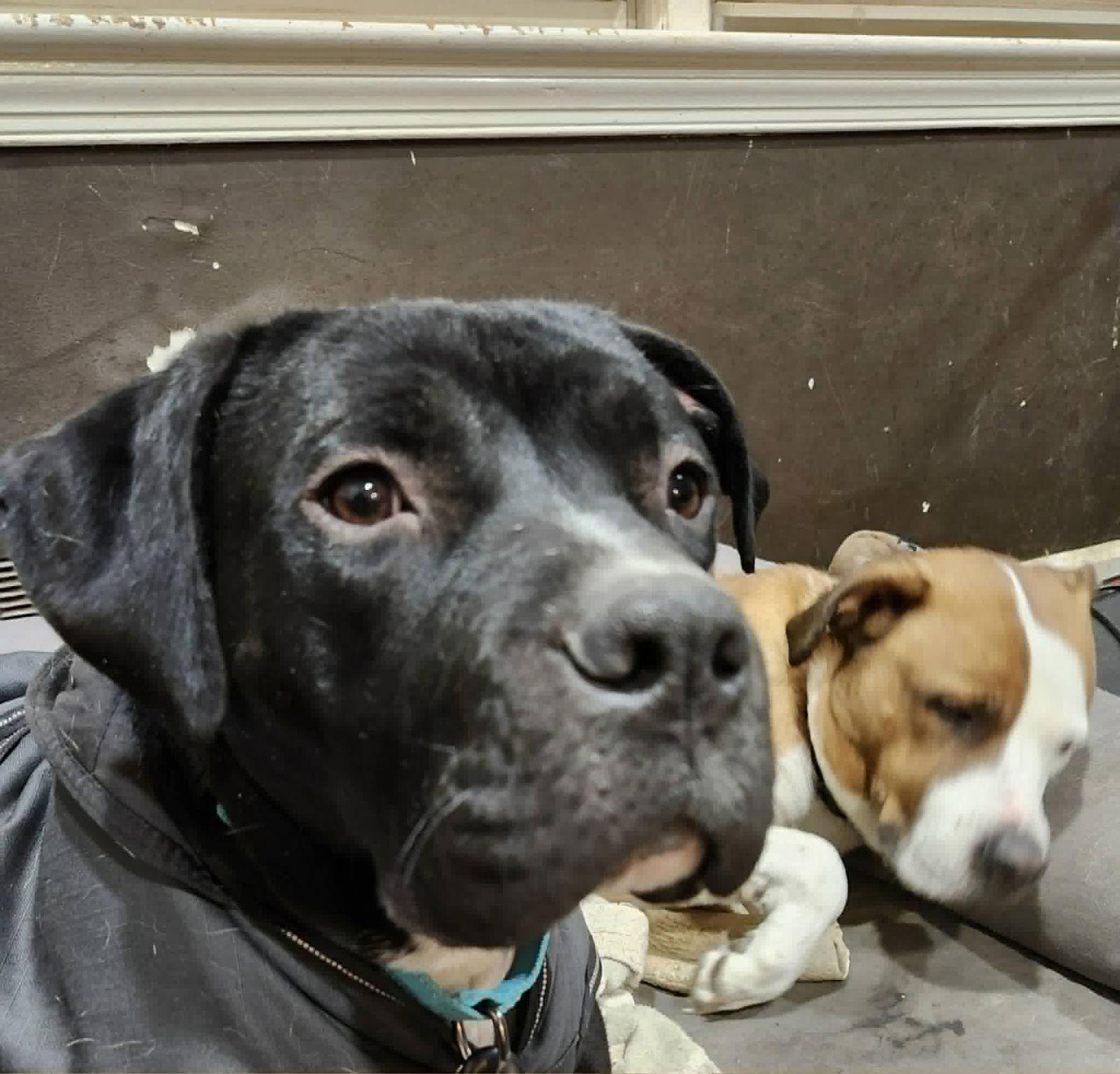 Baloo, Adoptable, Young Male American Staffordshire Terrier.