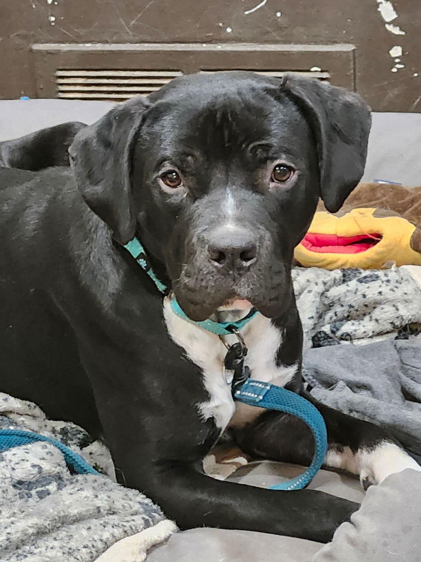 Enlarge Baloo, a Adoptable American Staffordshire Terrier in Columbia, MD image 2/3