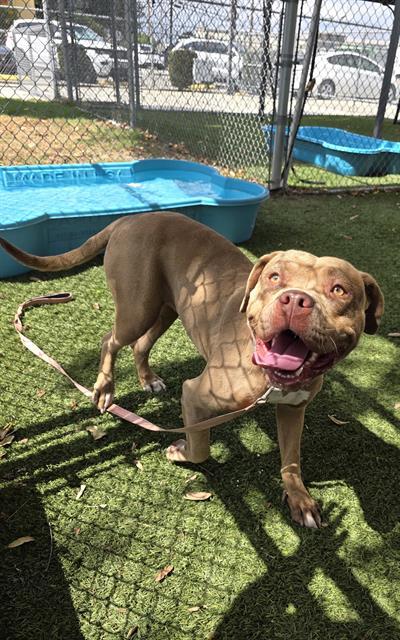 MARIS, Adoptable, Young Female Pit Bull Terrier.