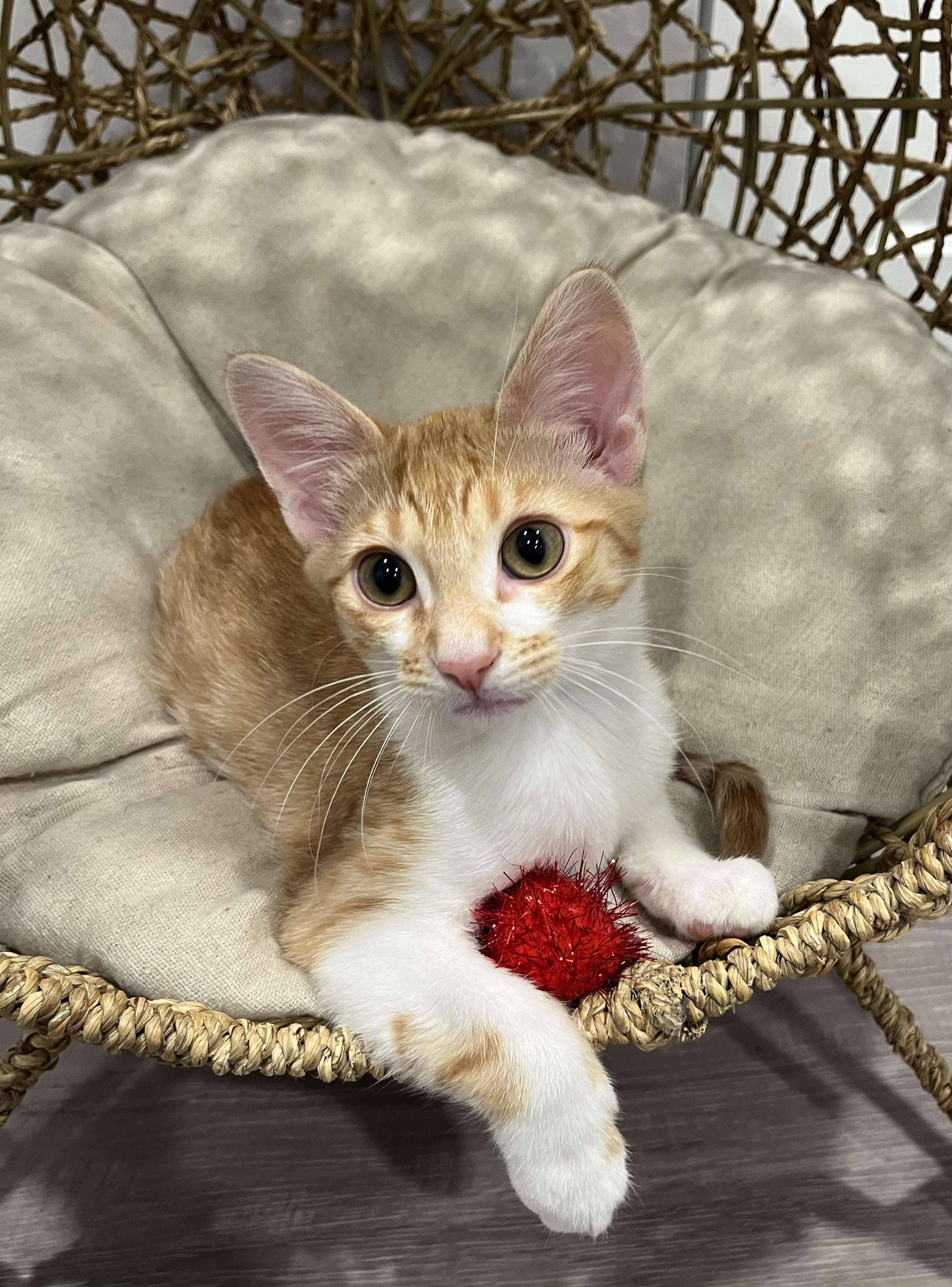 Bailey, Adoptable, Young Female Domestic Short Hair.