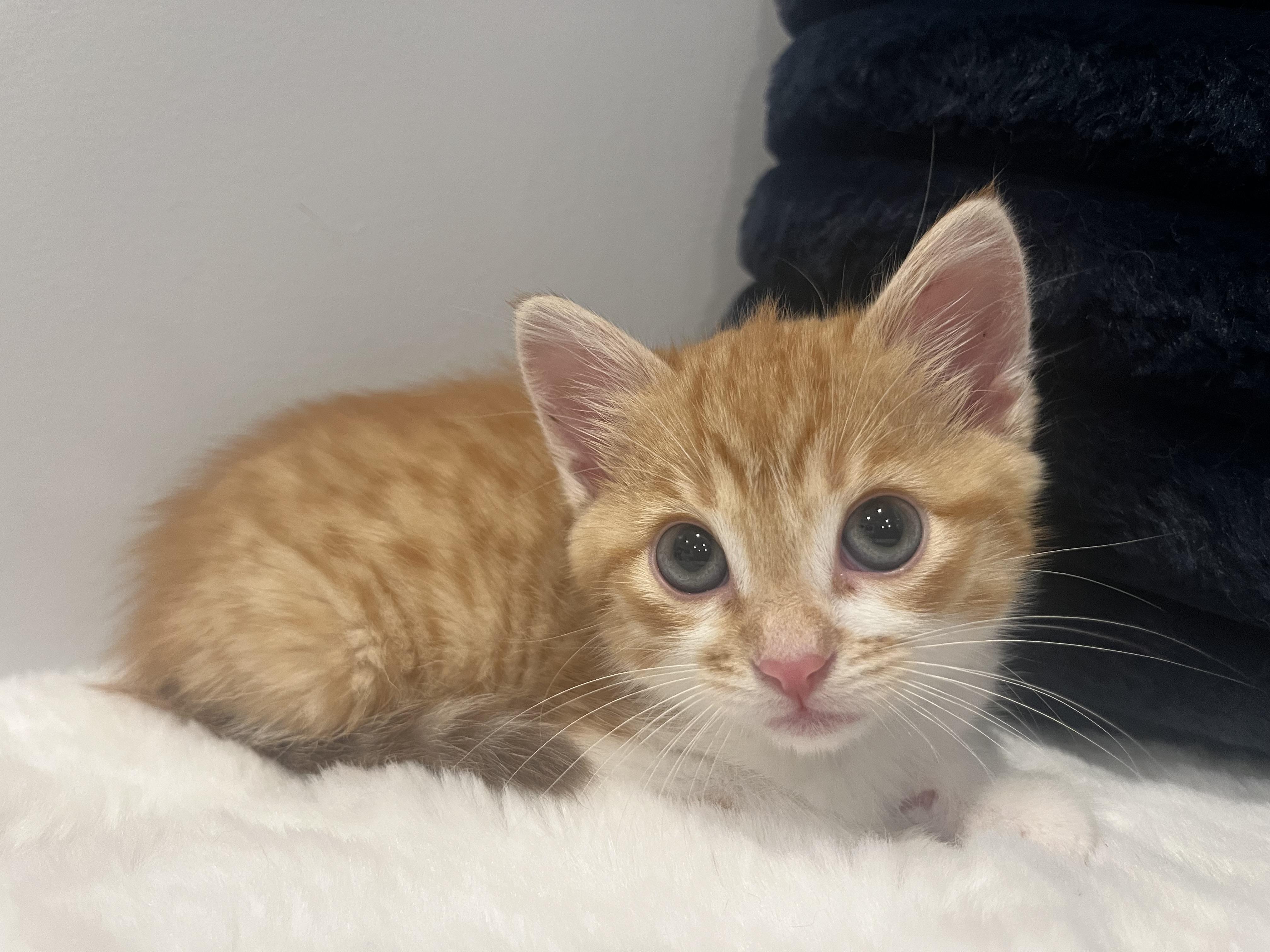 Bailey, a Adoptable Domestic Short Hair in Chicago, IL image 5/5