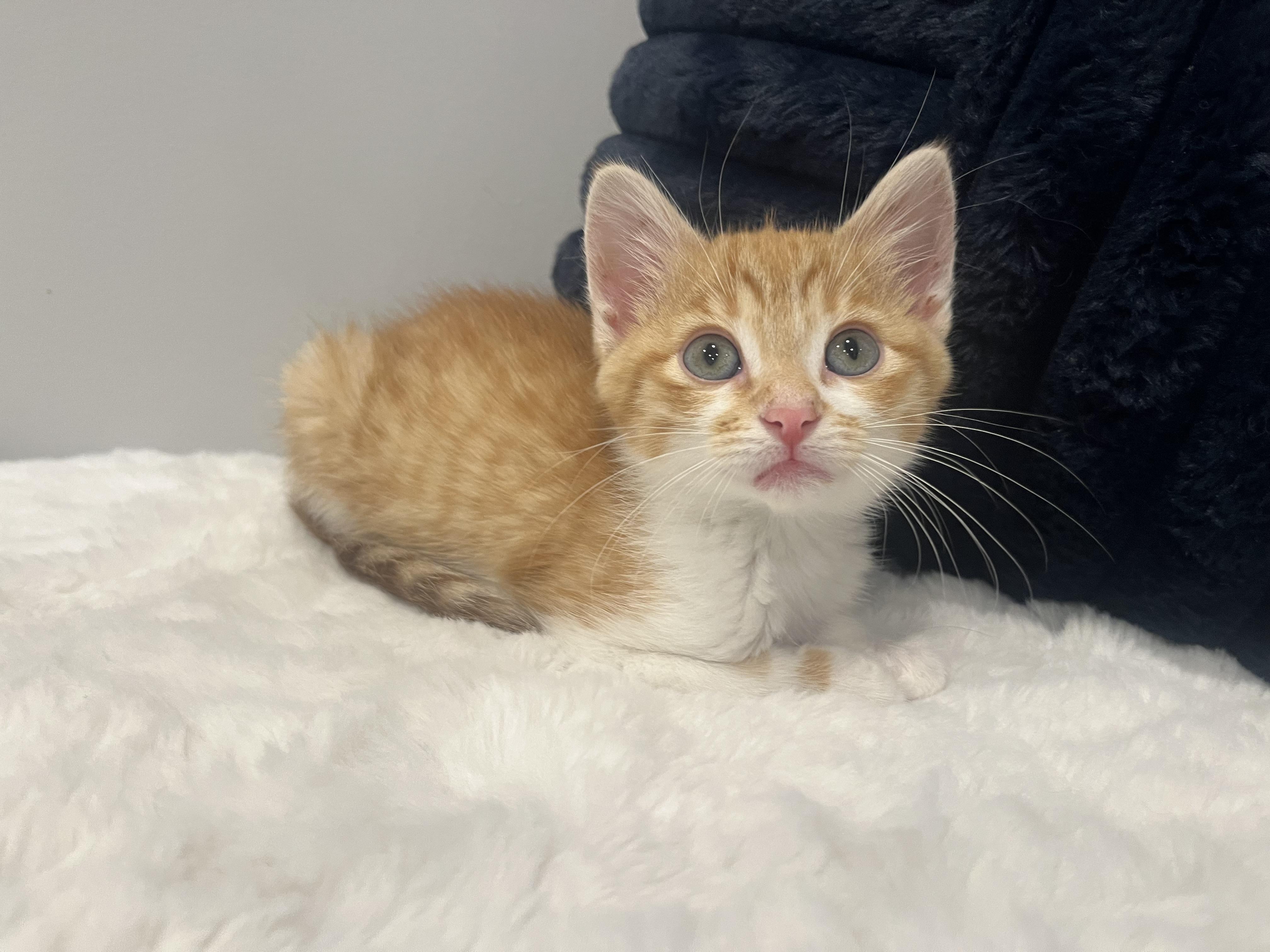 Bailey, a Adoptable Domestic Short Hair in Chicago, IL image 1/5