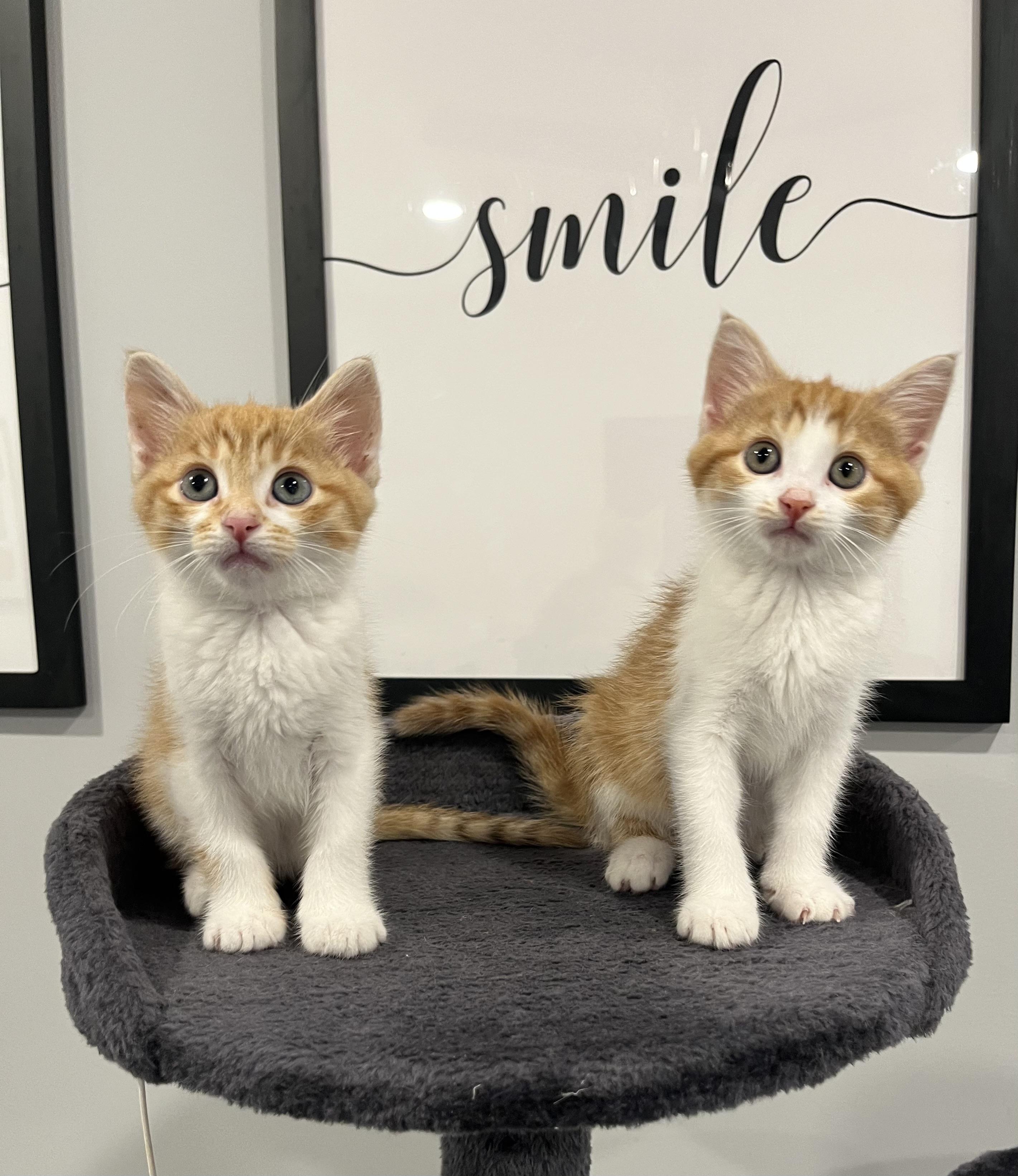 Bailey, a Adoptable Domestic Short Hair in Chicago, IL image 3/5