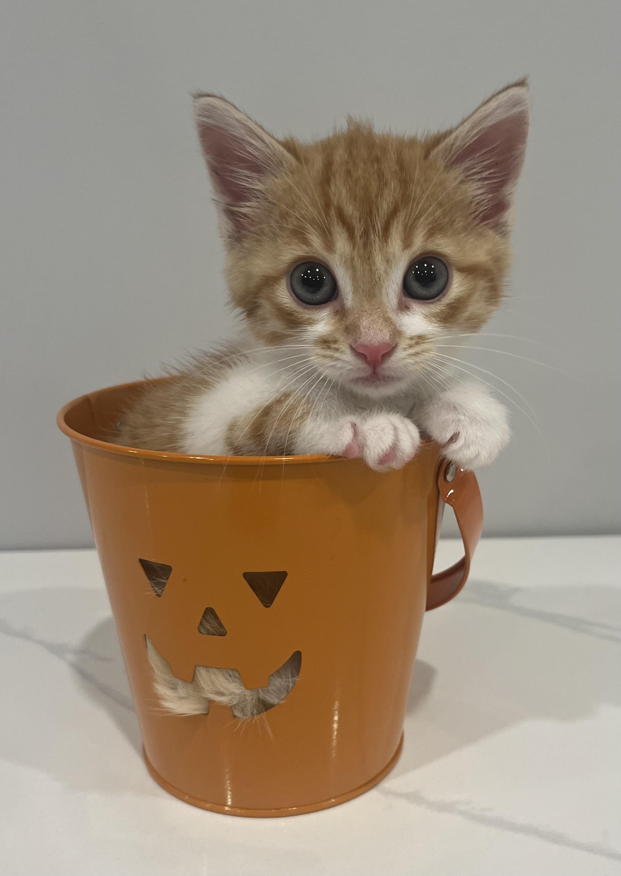 Bailey, a Adoptable Domestic Short Hair in Chicago, IL image 4/5