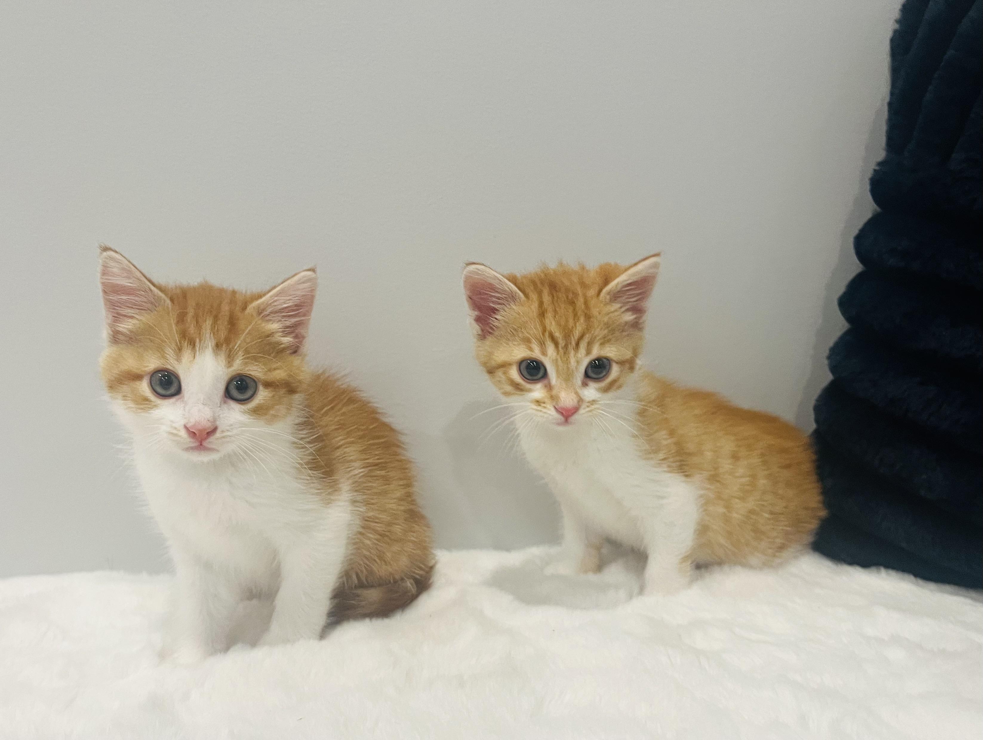 Bailey, a Adoptable Domestic Short Hair in Chicago, IL image 2/5