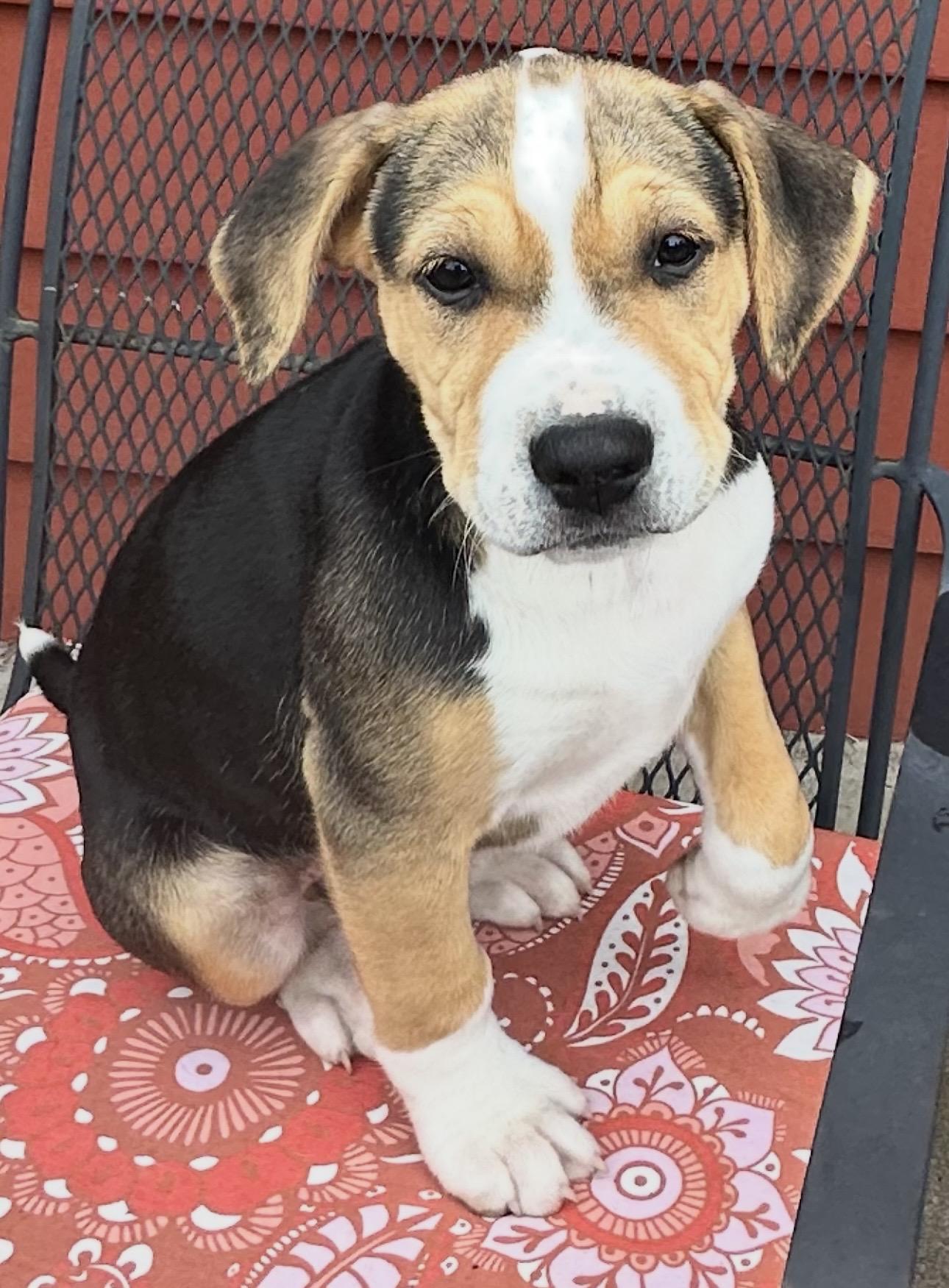 Reba (McIntyre), ADOPTABLE, Puppy Female Pit Bull Terrier.