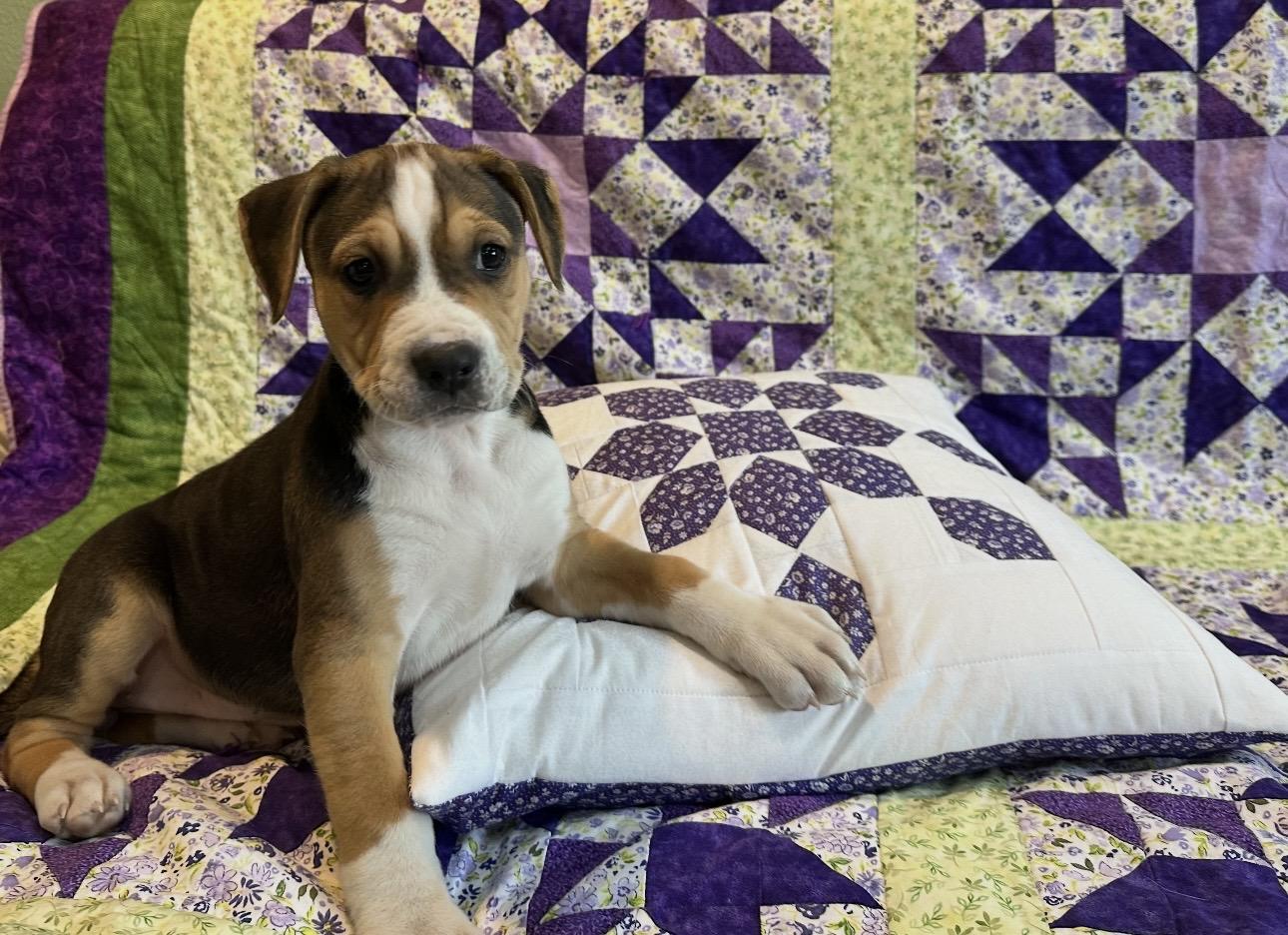 Enlarge Reba (McIntyre), a ADOPTABLE mixed breed in Beaverton, OR image 2/2