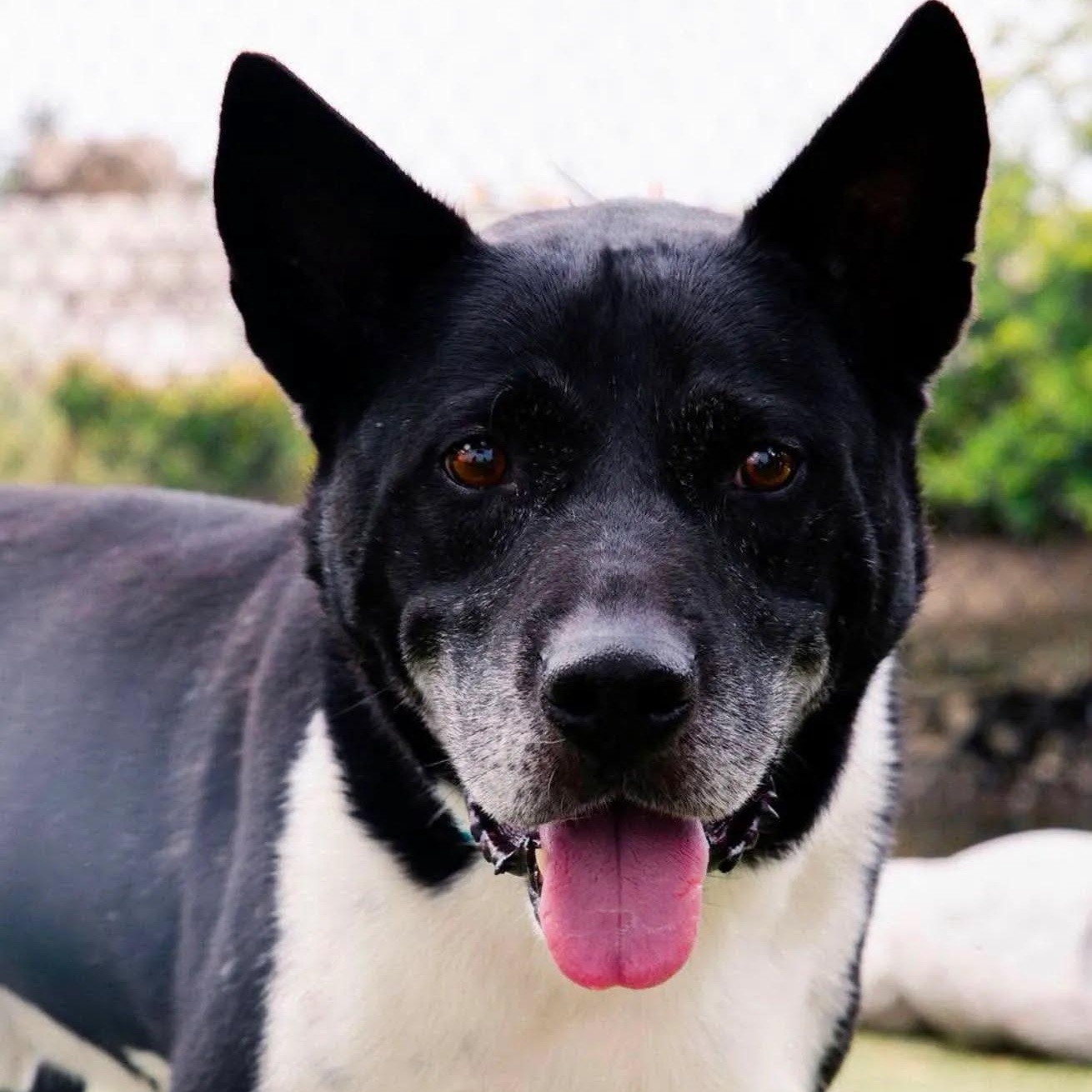 Enlarge SPICE, a Adoptable mixed breed in Stamford, CT image 6/6