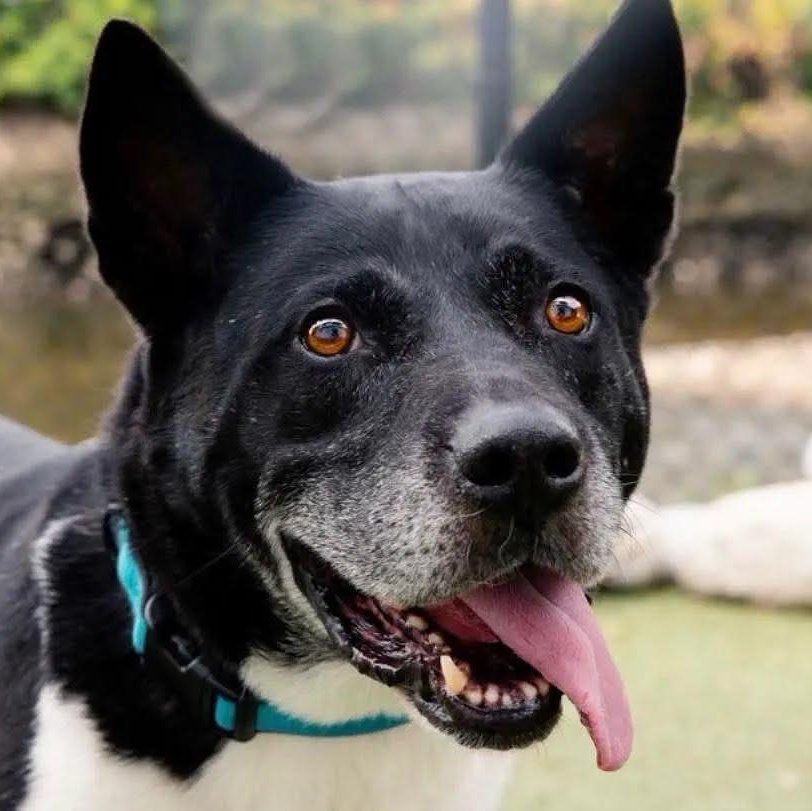 SPICE, Adoptable, Senior Male Akita.