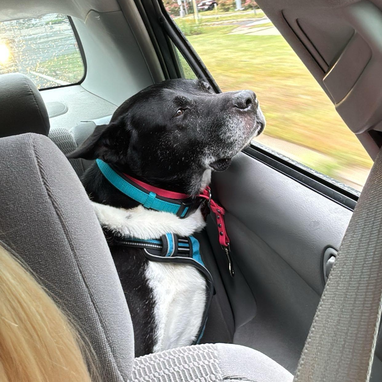Enlarge SPICE, a Adoptable mixed breed in Stamford, CT image 2/6