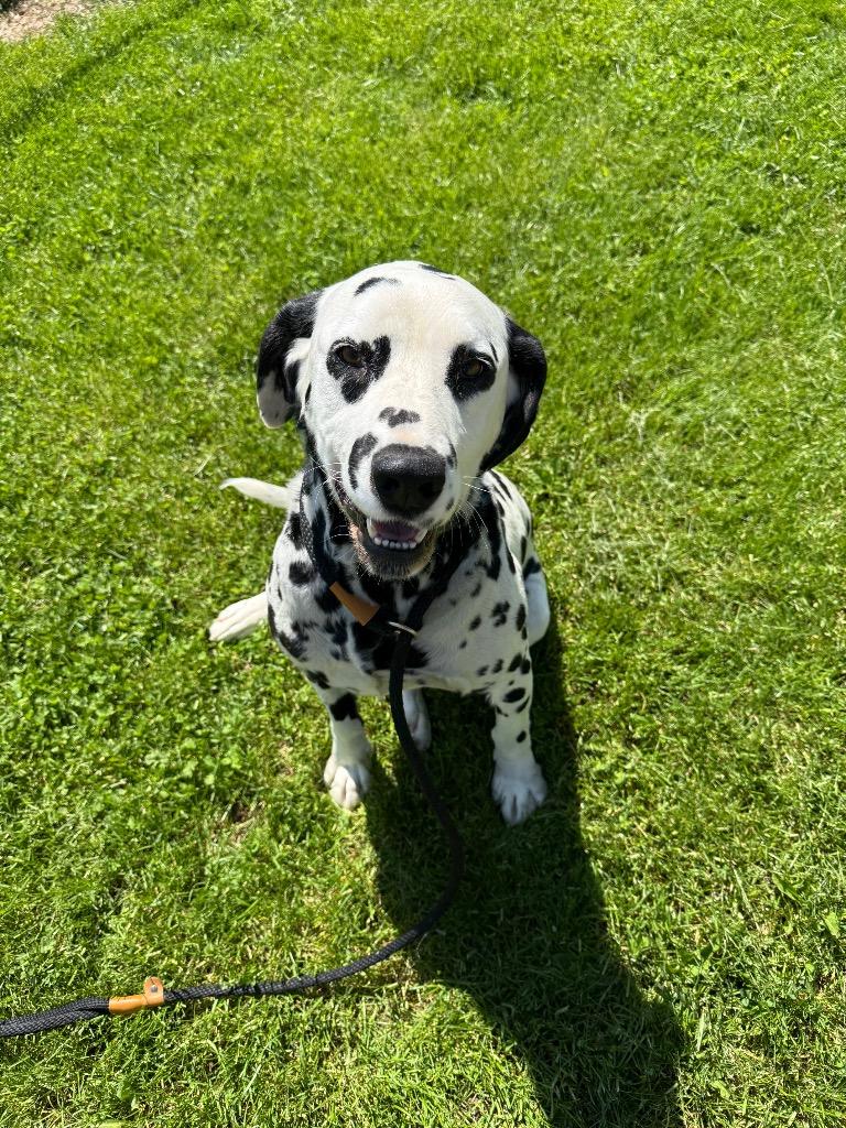 Max, Adoptable, Adult Male Dalmatian & Labrador Retriever.