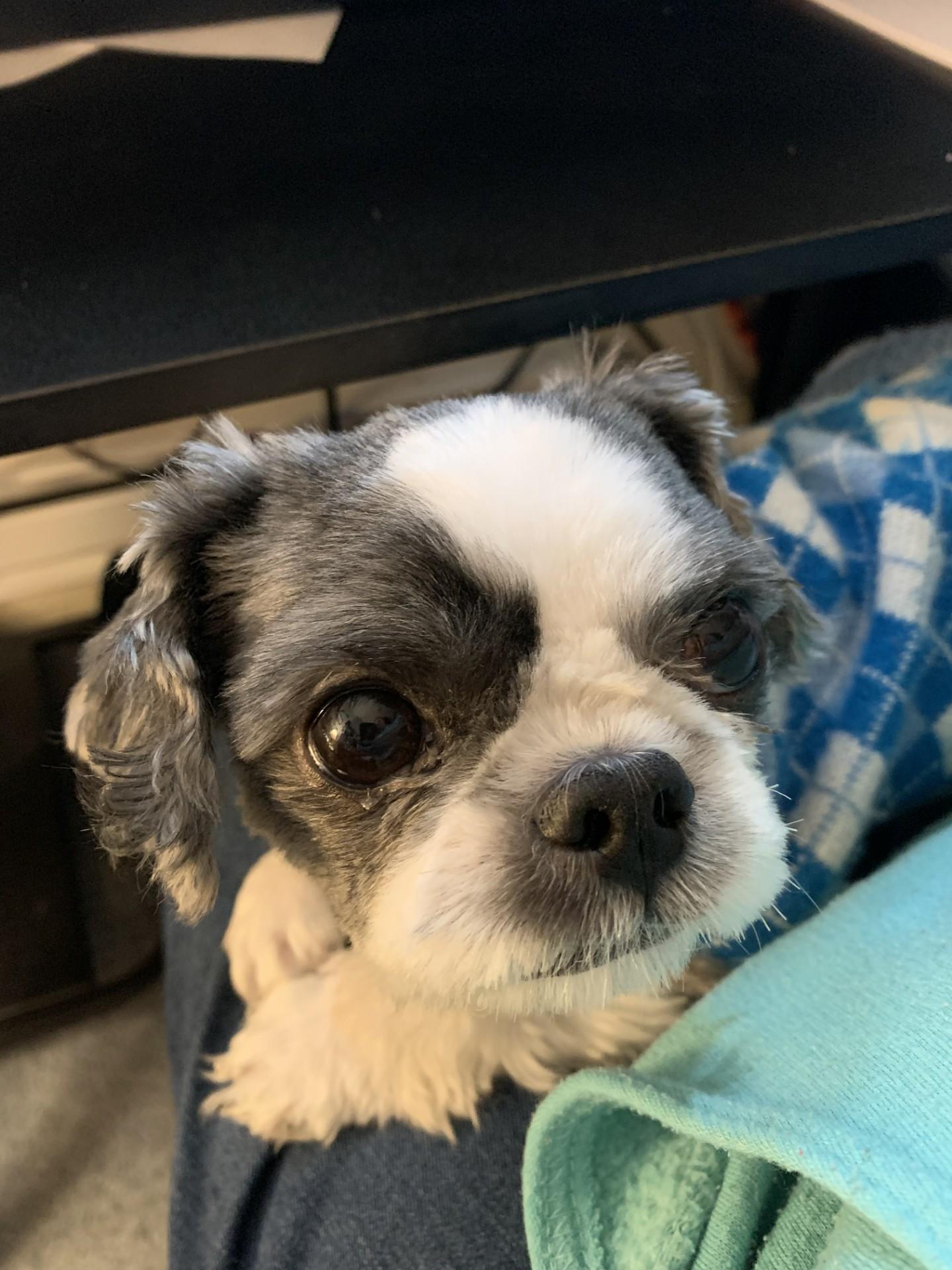 Beau, ADOPTABLE, Young Male Shih Tzu.