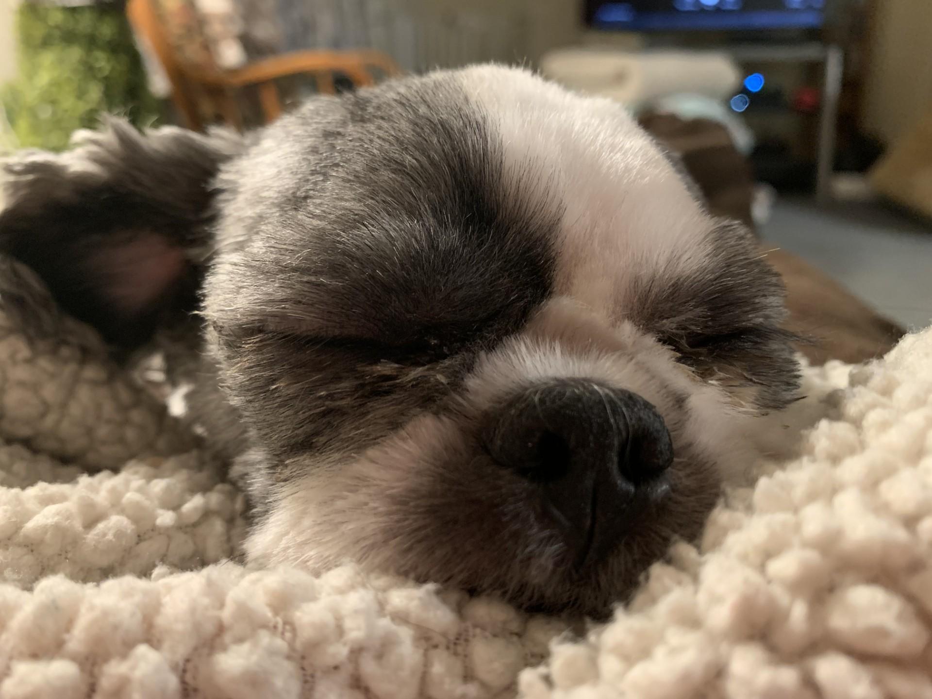 Enlarge Beau, a ADOPTABLE Shih Tzu in Springfield, VA image 2/4