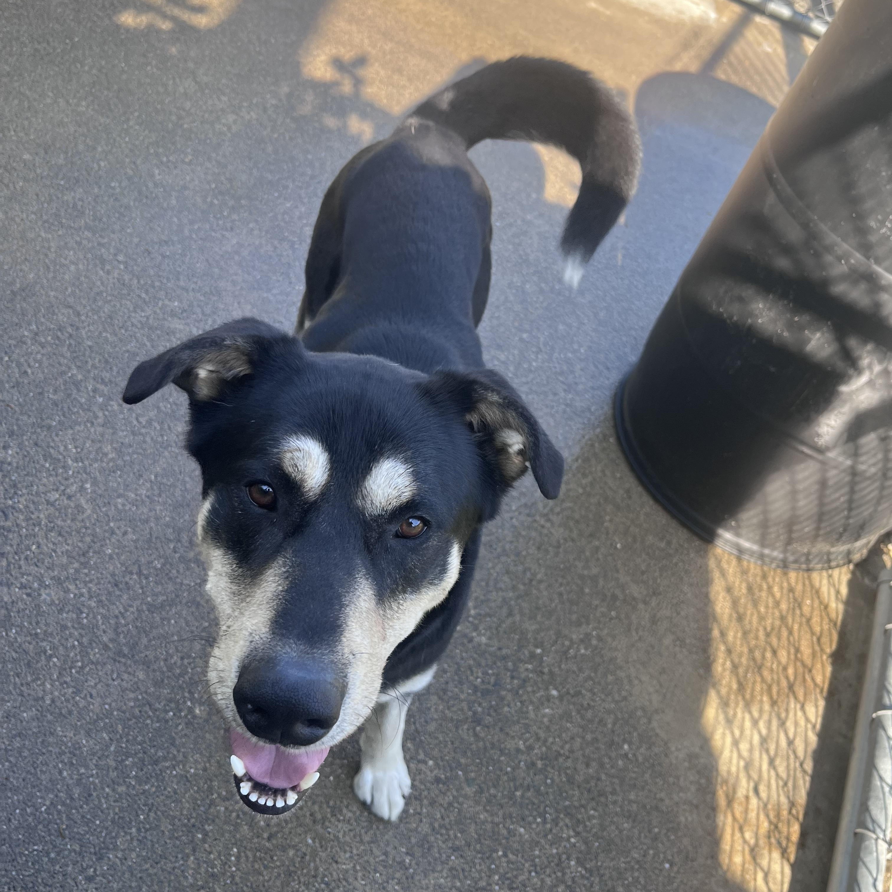 Diesel , a ADOPTABLE mixed breed in Shelton, WA image 4/4