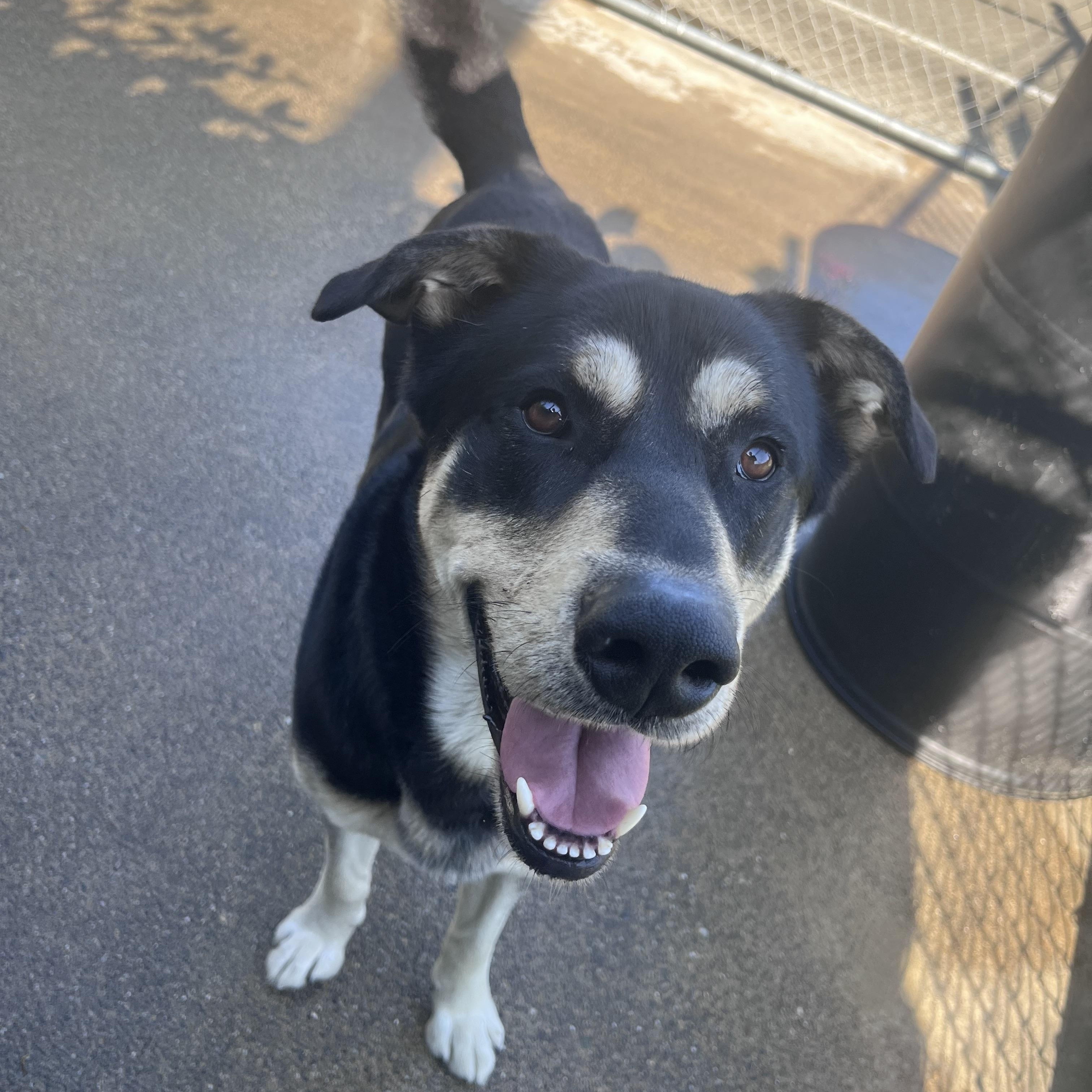 Diesel , ADOPTABLE, Adult Male Black Labrador Retriever & Alaskan Malamute.