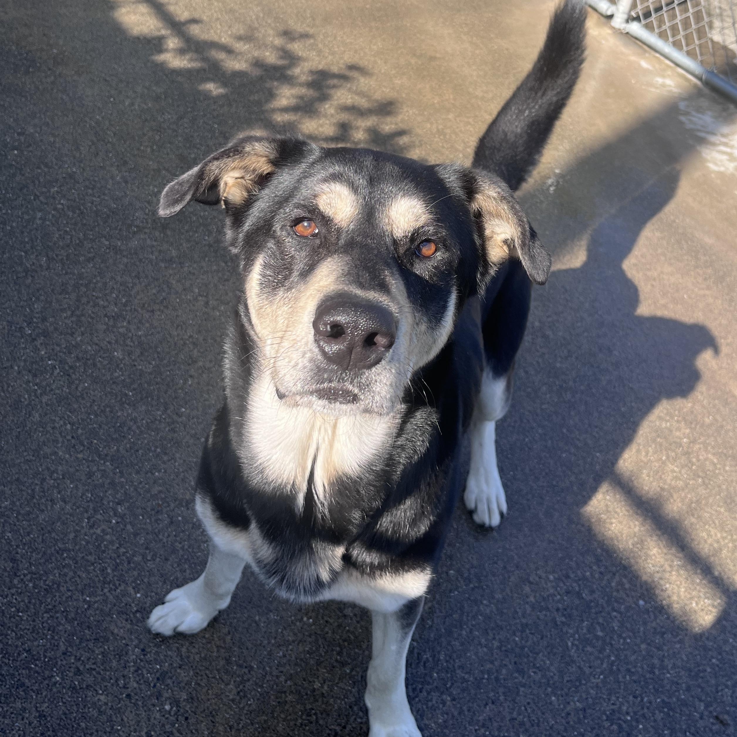 Diesel , a ADOPTABLE mixed breed in Shelton, WA image 2/4