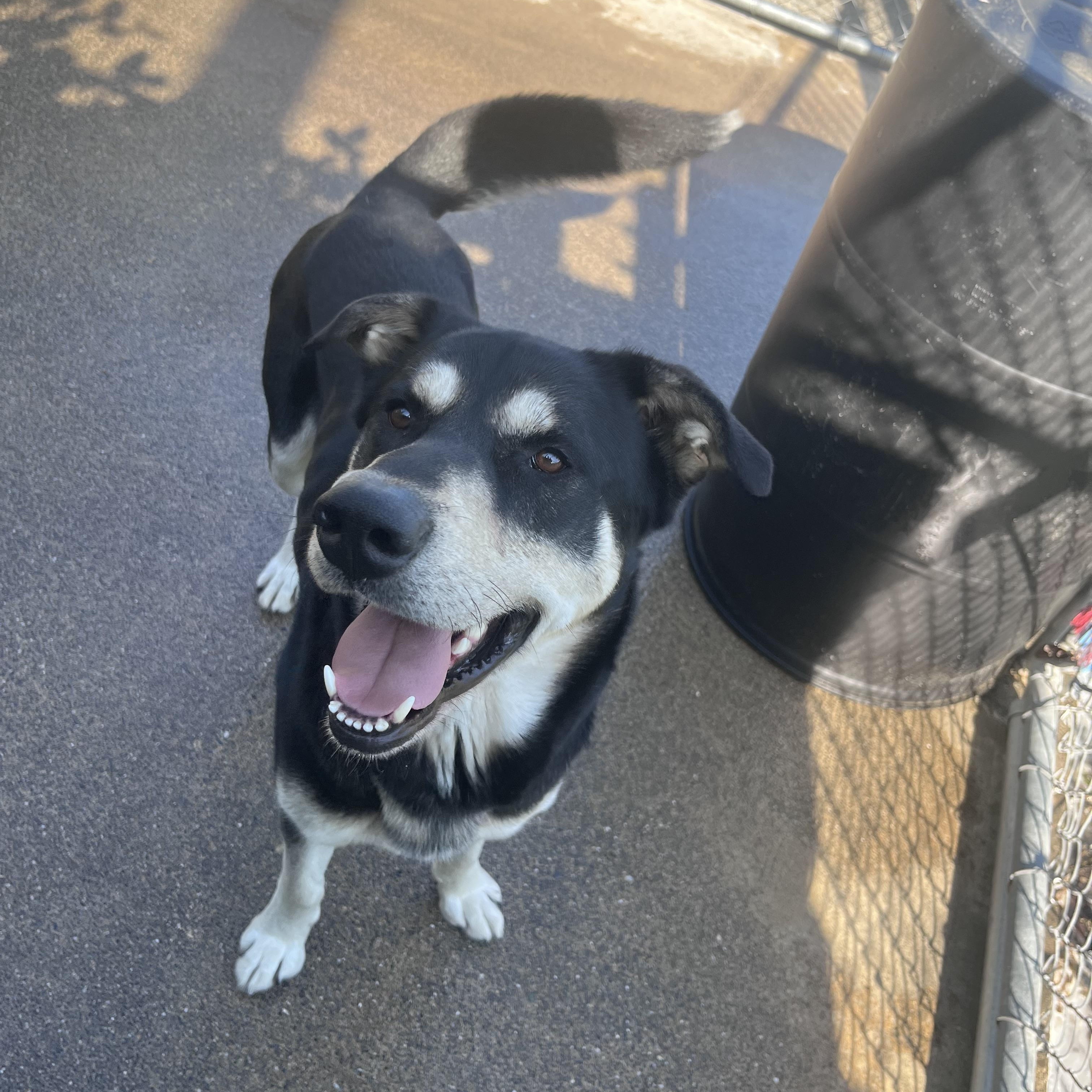 Diesel , a ADOPTABLE mixed breed in Shelton, WA image 3/4