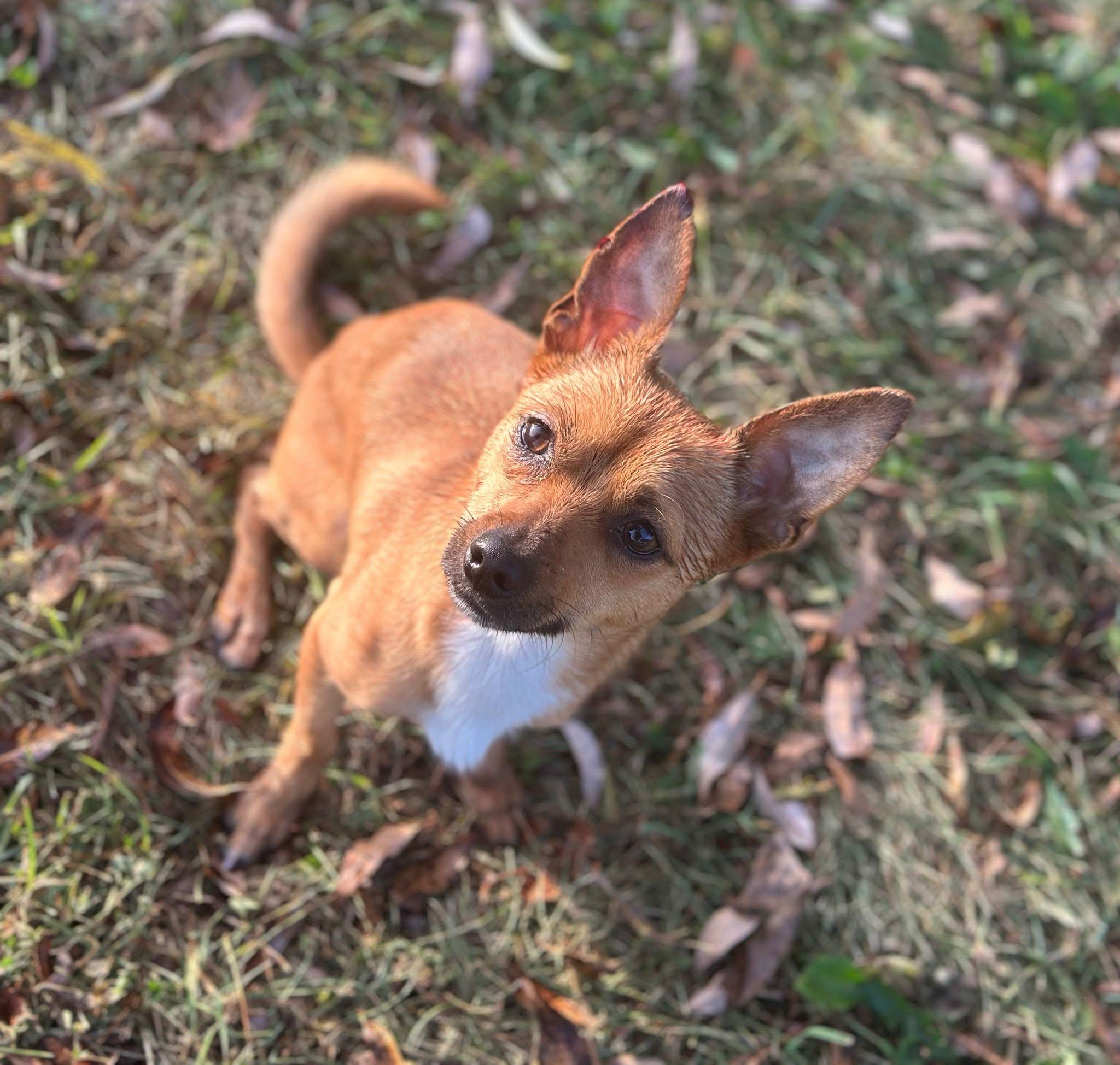 Todd, ADOPTABLE, Young Male Chihuahua.