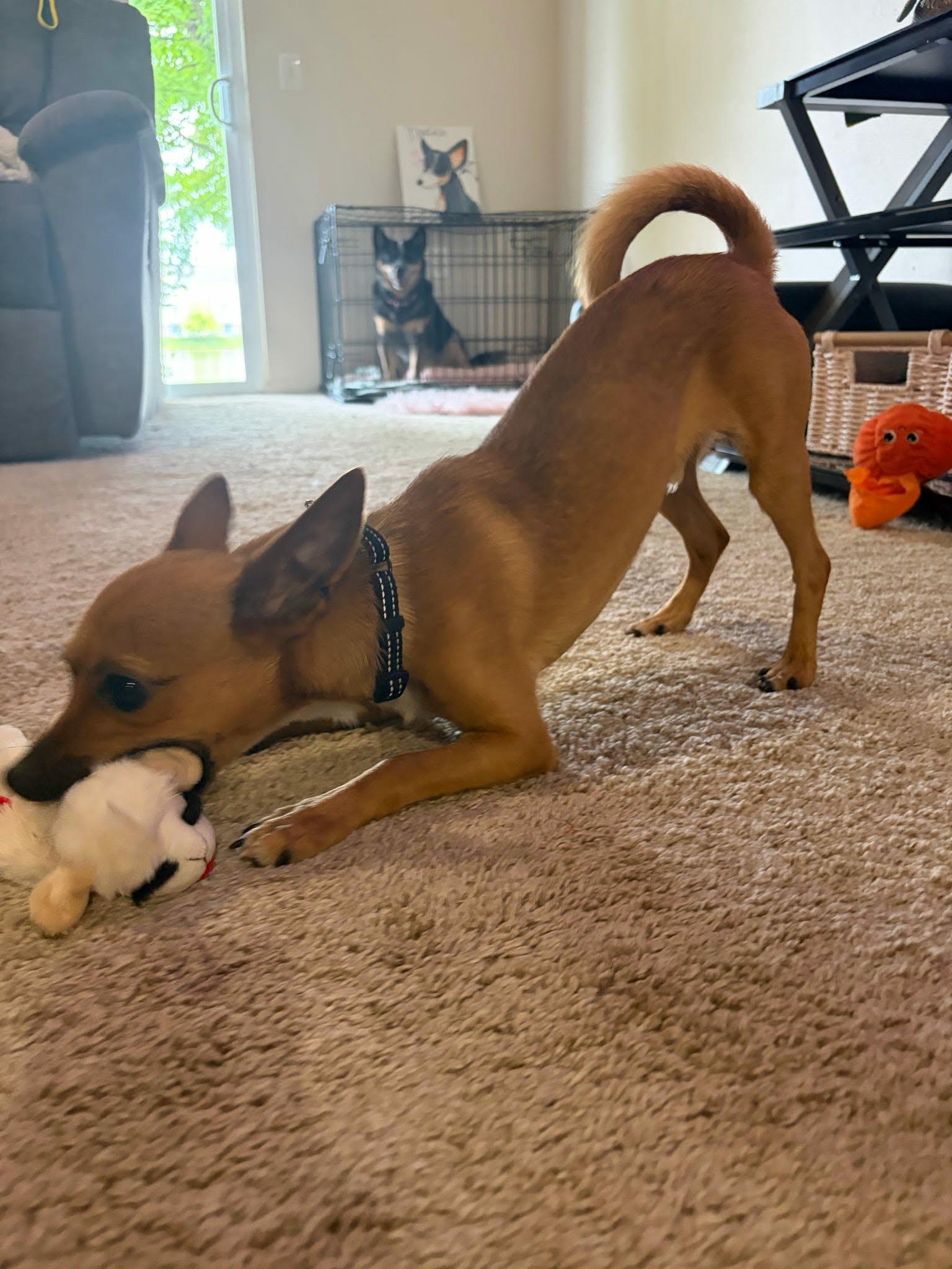 Enlarge Todd, a ADOPTABLE mixed breed in De Pere, WI image 3/5